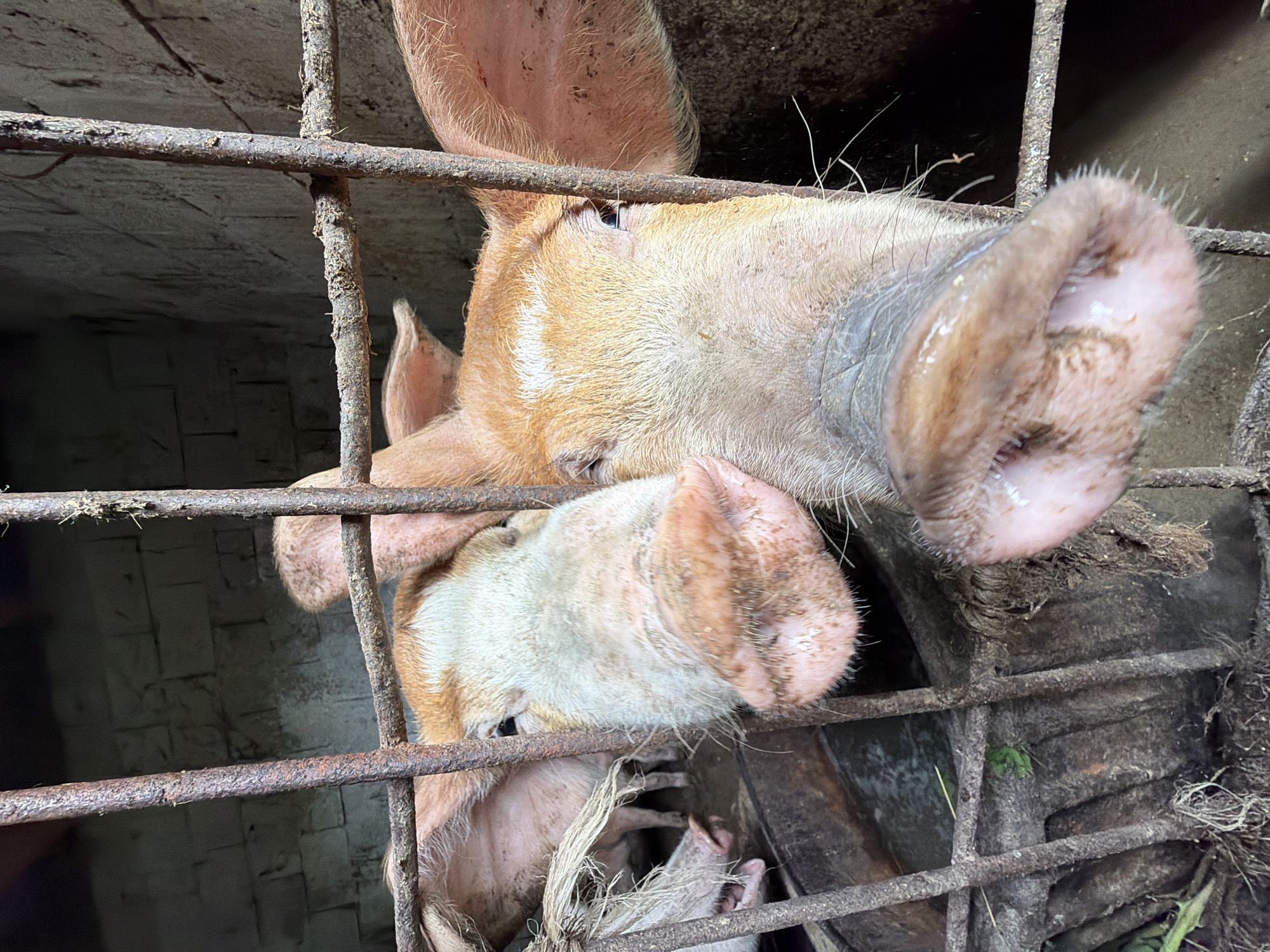 The image displays a close-up, slightly tilted view of at least two domestic pigs confined within a rusty metal enclosure. The most prominent feature is the large, pinkish-brown snout of one pig, wet and covered in some dirt, pushing forward through the metal bars into the foreground. Another pig's head and snout are visible below and slightly behind the first, also pressed against the bars, peering outwards. Both pigs exhibit light-colored skin with patches of coarser hair or bristles, and their small, dark eyes are visible. Their faces and ears show signs of dirt and mud.
The enclosure is constructed from heavily rusted, dark brown metal bars, some of which have dried organic matter or dirt clinging to them. The background behind the pigs and bars is dark and shadowed, revealing a textured, possibly concrete or brick wall. Inside the pen, below the pigs' heads, the floor appears dark and dirty, with fibrous material resembling straw or hay, and a small amount of green vegetation.
The pigs' posture, with their snouts pushed through the bars, conveys a sense of curiosity or anticipation, possibly in interaction with the photographer or in expectation of food. The setting appears to be a somewhat rustic or older animal pen. The lighting inside the enclosure is dim, suggesting an indoor space or a heavily shaded outdoor area. No human activity or specific events beyond the pigs' observation are depicted. There is no visible text within the image. The location is Bijela, Montenegro, as provided.