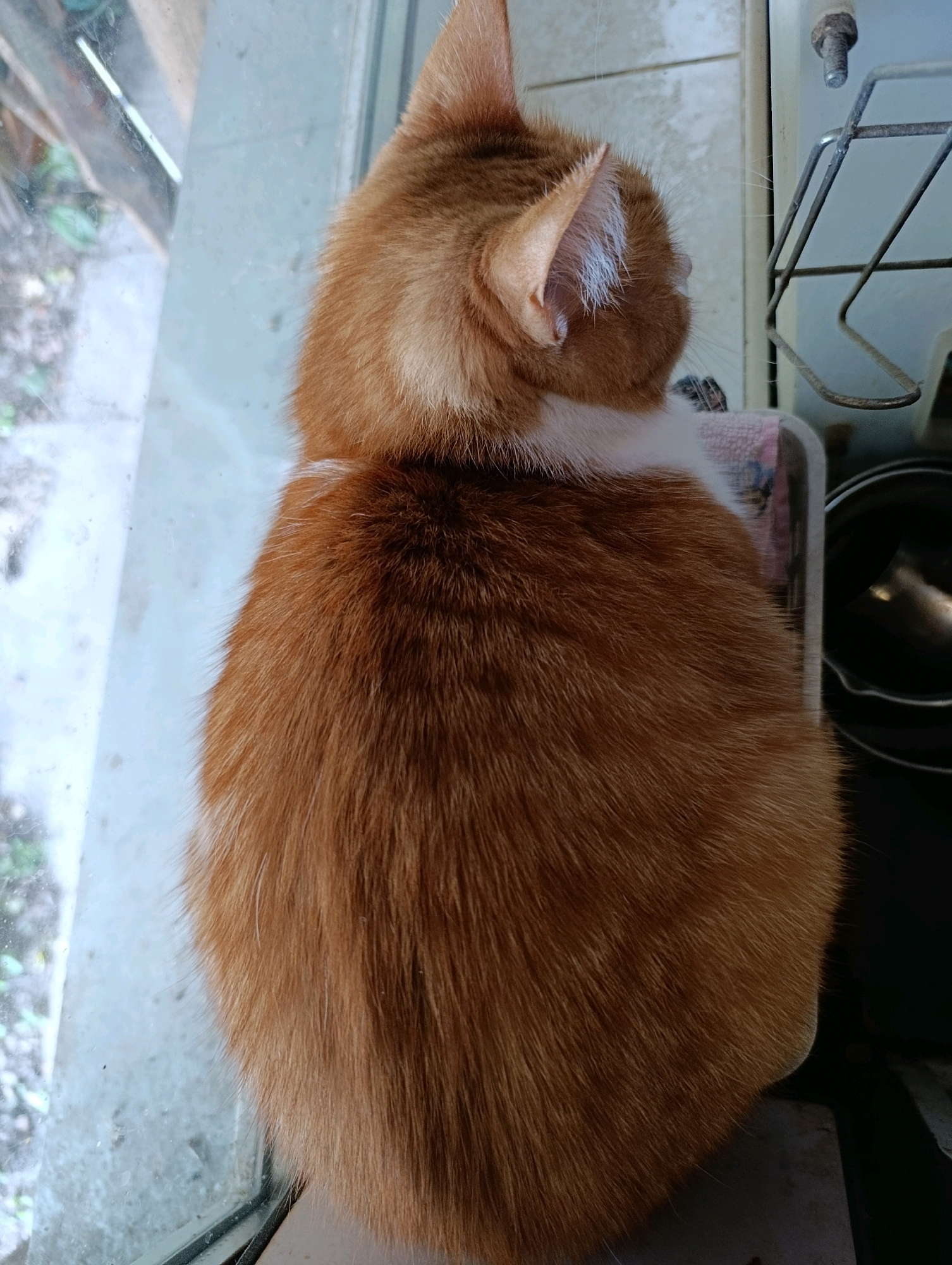 An orange and white cat sits on a surface, viewed from above and behind. The cat's fur is predominantly a reddish-orange with a white collar. The cat is positioned next to a window, and the background shows a tiled wall and some metal objects, possibly part of a kitchen appliance. Outside the window, foliage and a blurred environment are visible. The scene is dimly lit, suggesting it may be indoors. The exact location in Cherkasy, Ukraine is not discernible from the image itself.