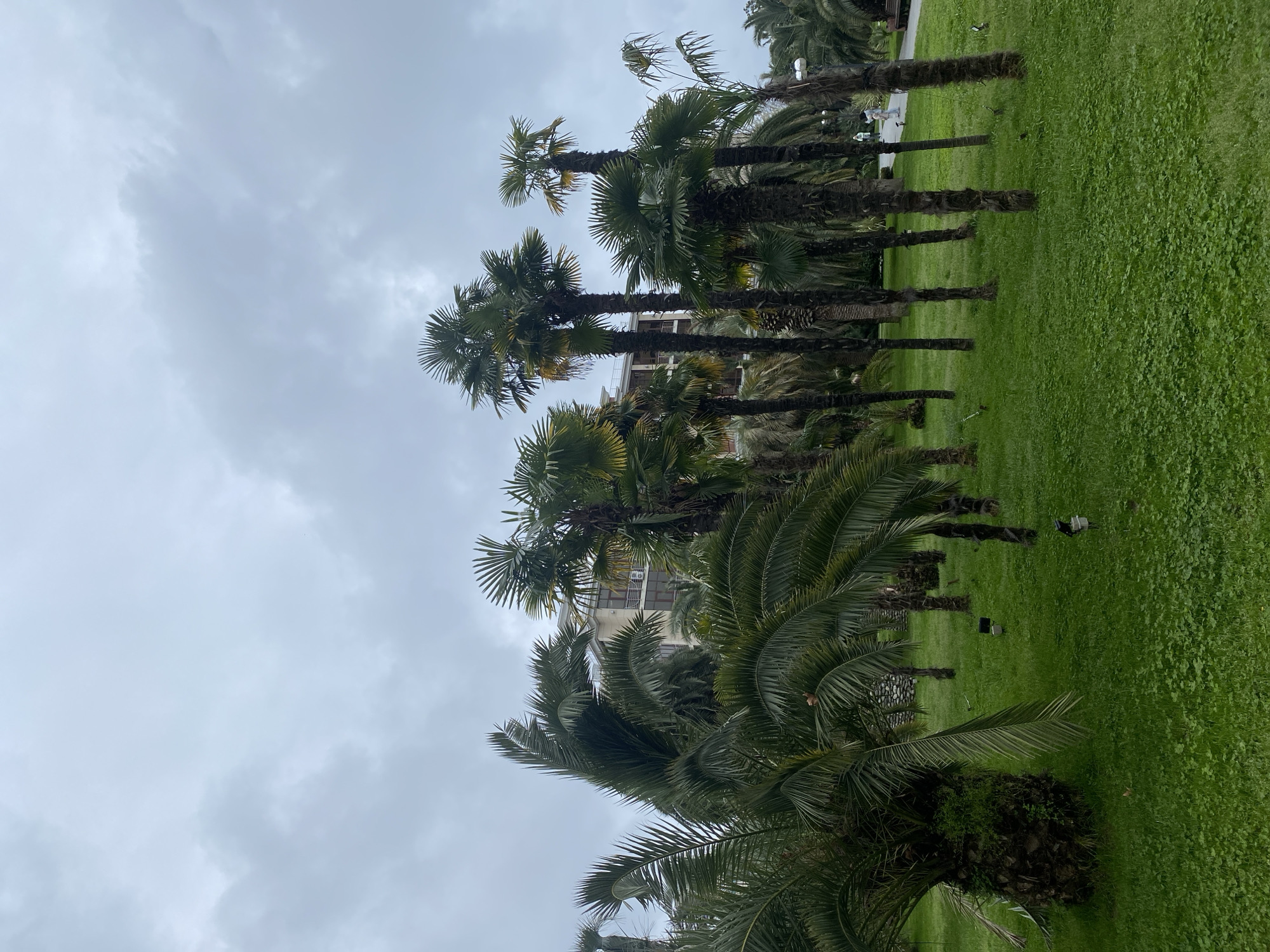 The image depicts a row of palm trees lining a grassy area, under an overcast sky. The scene is likely in Sochi, Russia, given the prevalence of palm trees and the type of architecture visible. There are no people in the foreground, but some are walking in the background. The grass is green and well-maintained. A building is visible through the palm trees. The overall impression is that of a park or landscaped area in a subtropical or Mediterranean climate.
