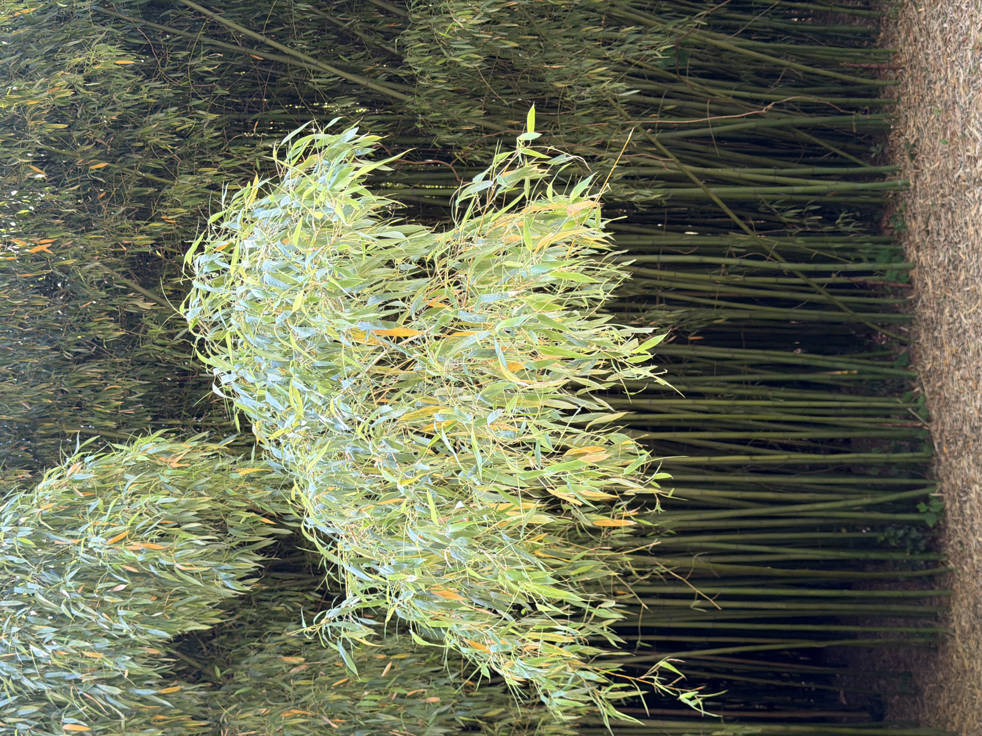 The image displays a dense bamboo forest with numerous green stalks. In the foreground, a cluster of lighter green bamboo branches with yellowing leaves hangs down, creating a stark contrast with the darker, more uniform bamboo behind it. The ground is covered with dry, fallen leaves. The scene is set within the city of Sirius, Russia. There are no people or animals visible in the image.