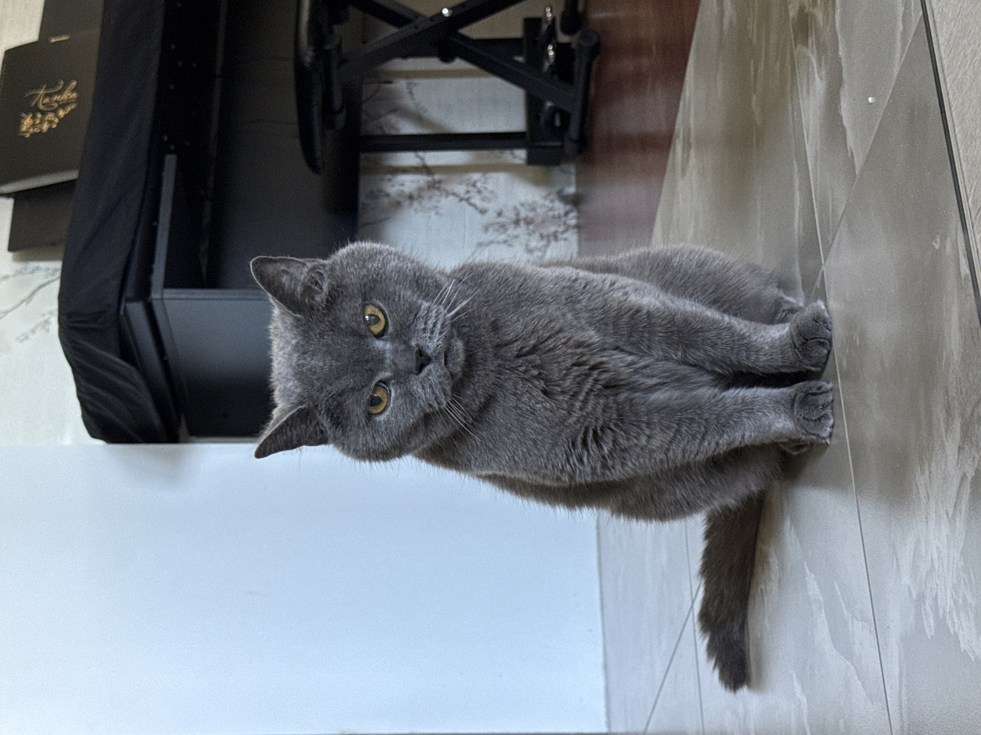 A medium shot shows a gray, short-haired cat sitting on a light gray tiled floor. The cat is facing forward with its tail curled to its left. Its eyes are open and looking directly at the camera, and its mouth is closed. The cat's ears are pointed upwards. Behind the cat, a black piano with a black cover is visible, along with a black piano bench. The background wall is white on the left and features a patterned wallpaper on the right. The floor is tiled in a grid pattern.