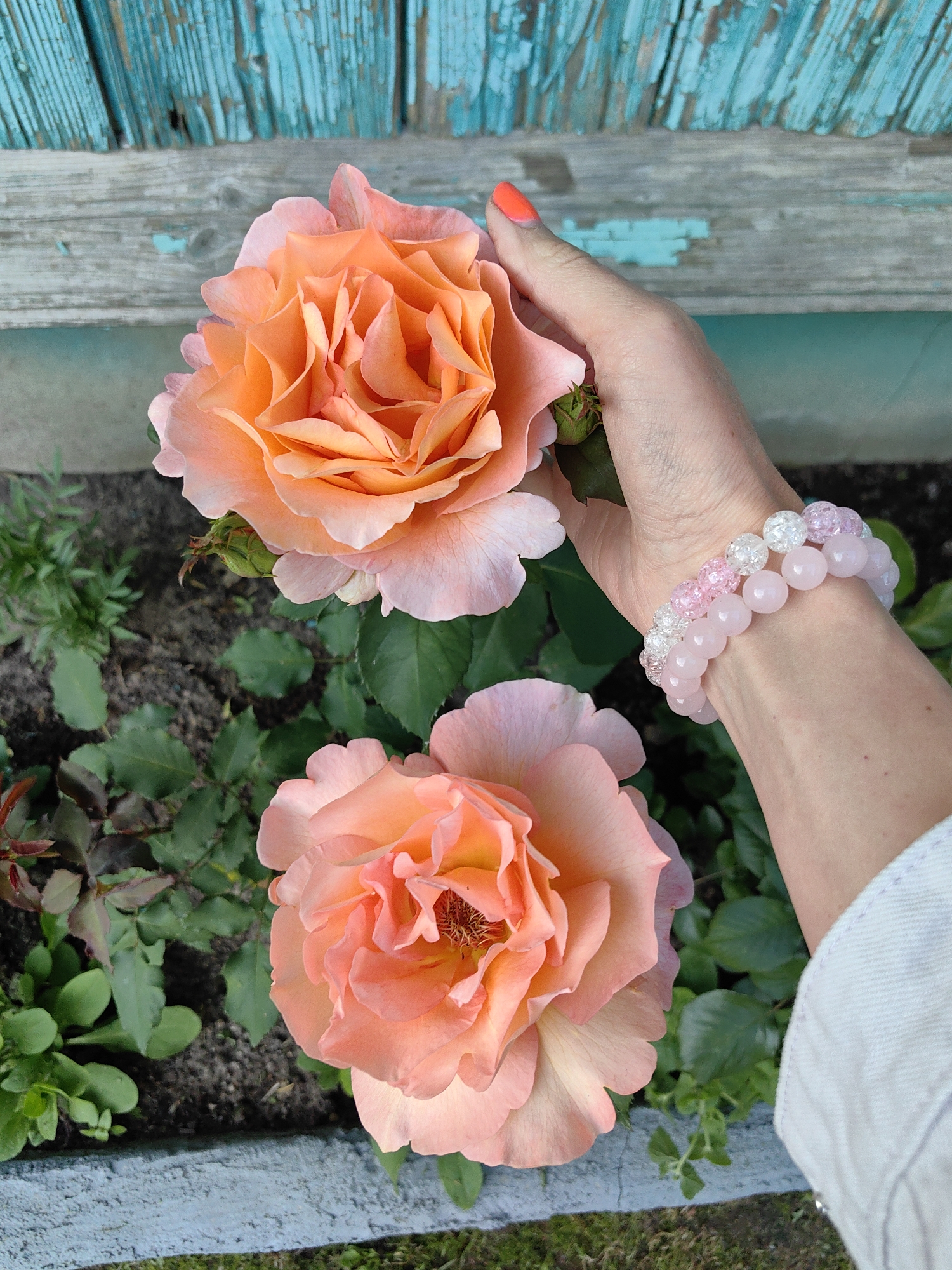 The image shows a close-up view of two peach-colored roses in a garden. A person's hand, adorned with two bracelets made of pink and clear beads, is gently touching one of the roses. The background features weathered, turquoise-painted wooden planks, suggesting an outdoor setting likely in a rural area. The soil and green foliage of the garden are also visible. The scene appears to be set in the village of Dzyamidavichy, within the Dzyamidavichy rural council, Belarus.