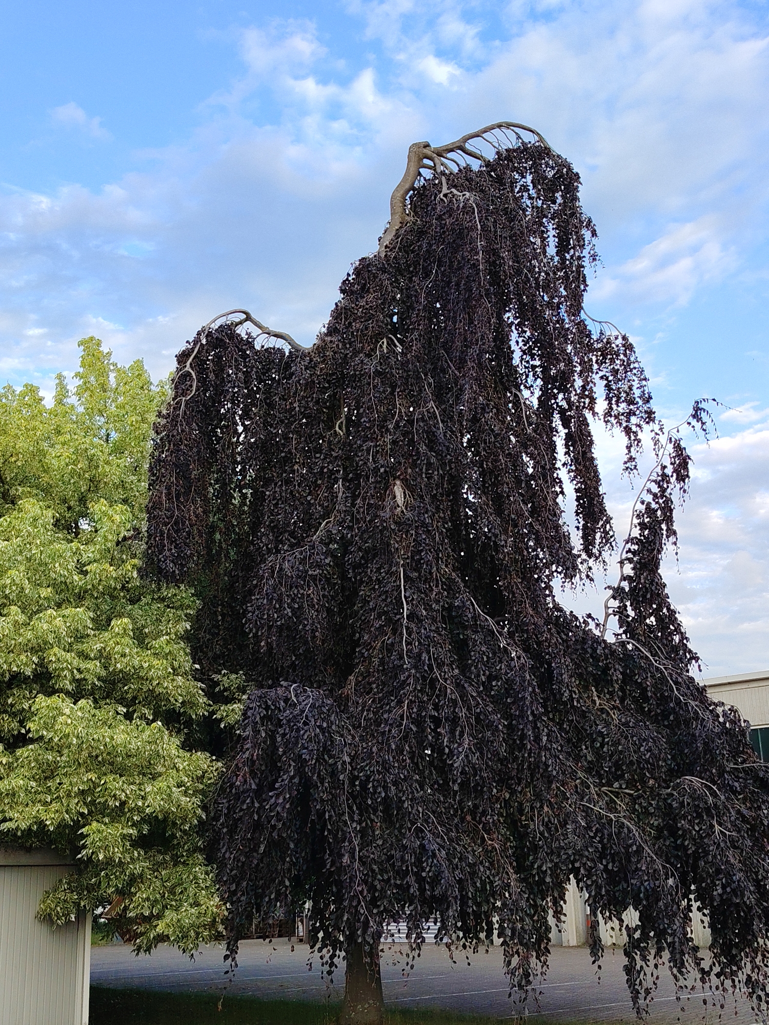 In Achern, Germany, a weeping copper beech tree with dark purple leaves dominates the foreground. Its branches droop downwards, creating a cascading effect. To the left of the beech, a tree with lighter green and white variegated leaves is visible. The background features a light blue sky with scattered white clouds, and a building with a light-colored facade. A paved area with white lines marking parking spaces is present behind the trees, suggesting an urban or commercial setting. The photograph appears to be taken outdoors during the daytime.