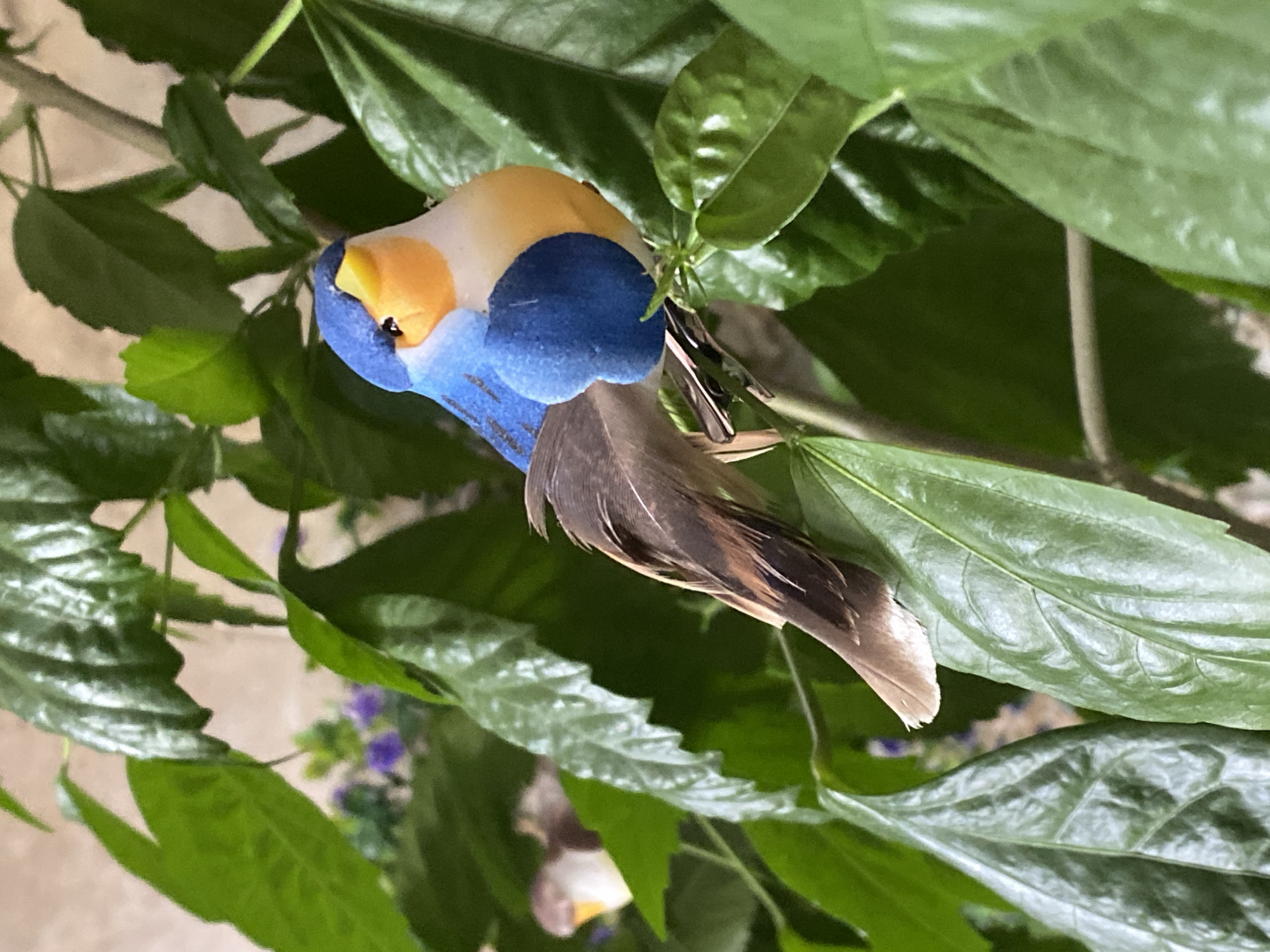 A decorative bird with blue, yellow, and white plumage and brown feathers is clipped to a green-leafed plant. Another similar decorative bird can be seen partially obscured behind the plant's leaves. There is no evidence indicating a specific location or the city of Novokuznetsk, Russia. The image focuses on the decorative bird and the plant.