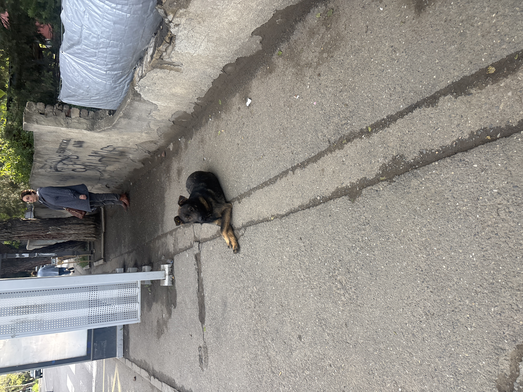 A medium-shot photograph captures a street scene in Tbilisi, Georgia. The focal point is a black and tan dog lying prone on the gray asphalt sidewalk, its head resting on the ground. To the left, a woman in a blue coat and brown shoes walks away from the dog on the sidewalk. Next to her is a grey metal sign structure with a visible sign. Behind the woman, there is a tree, wall and an open green space. The sidewalk runs along a concrete wall topped with what appears to be a silver tarpaulin or cover. Graffiti markings are visible on the wall. A pair of wet tire tracks stretch across the asphalt.