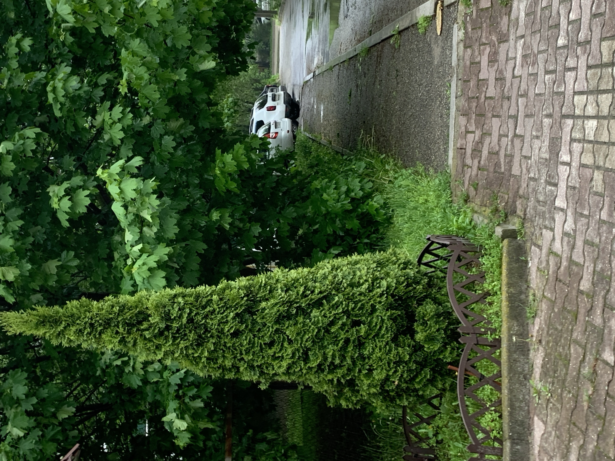 A landscape photo taken at ground level depicts a street scene likely located in Stavropol, Russia. A white car is parked on the side of a wet, paved road. The scene is framed by lush greenery, including a tall, cone-shaped evergreen tree and other broad-leafed trees. A section of decorative metal fencing runs parallel to a brick-paved sidewalk on the right side of the frame.