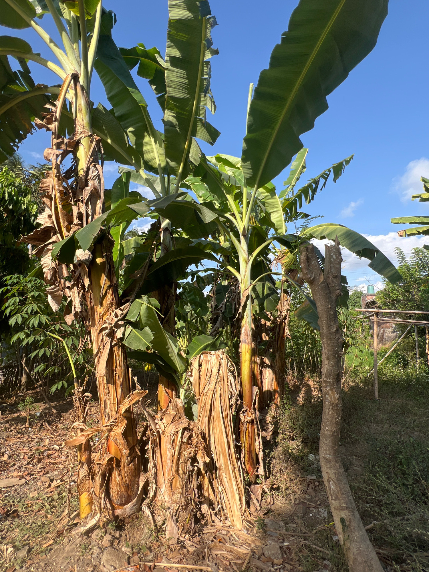 In Payaman, Indonesia, a scene unfolds in what appears to be a backyard or rural setting under a clear blue sky. The foreground is dominated by a cluster of banana trees, their thick, fibrous stalks ranging in color from golden yellow to dried brown. Some of the stalks are bare, revealing the woody interior, while others are still covered in dried, papery leaves. Lush green banana leaves, some large and unfurled, others tattered and torn, arch towards the sky. In the middle ground, a cut tree trunk, its bark rough and gray, stands prominently, a stark contrast to the vibrant green foliage. Beyond this, a dense growth of smaller plants and trees creates a lush green backdrop, punctuated by hints of dry, brown foliage on the ground. A small, white water tank is visible in the distance, suggesting a dwelling nearby. The ground is a mix of dry leaves, dirt, and some patchy green grass. The overall impression is one of a tropical, slightly overgrown environment.