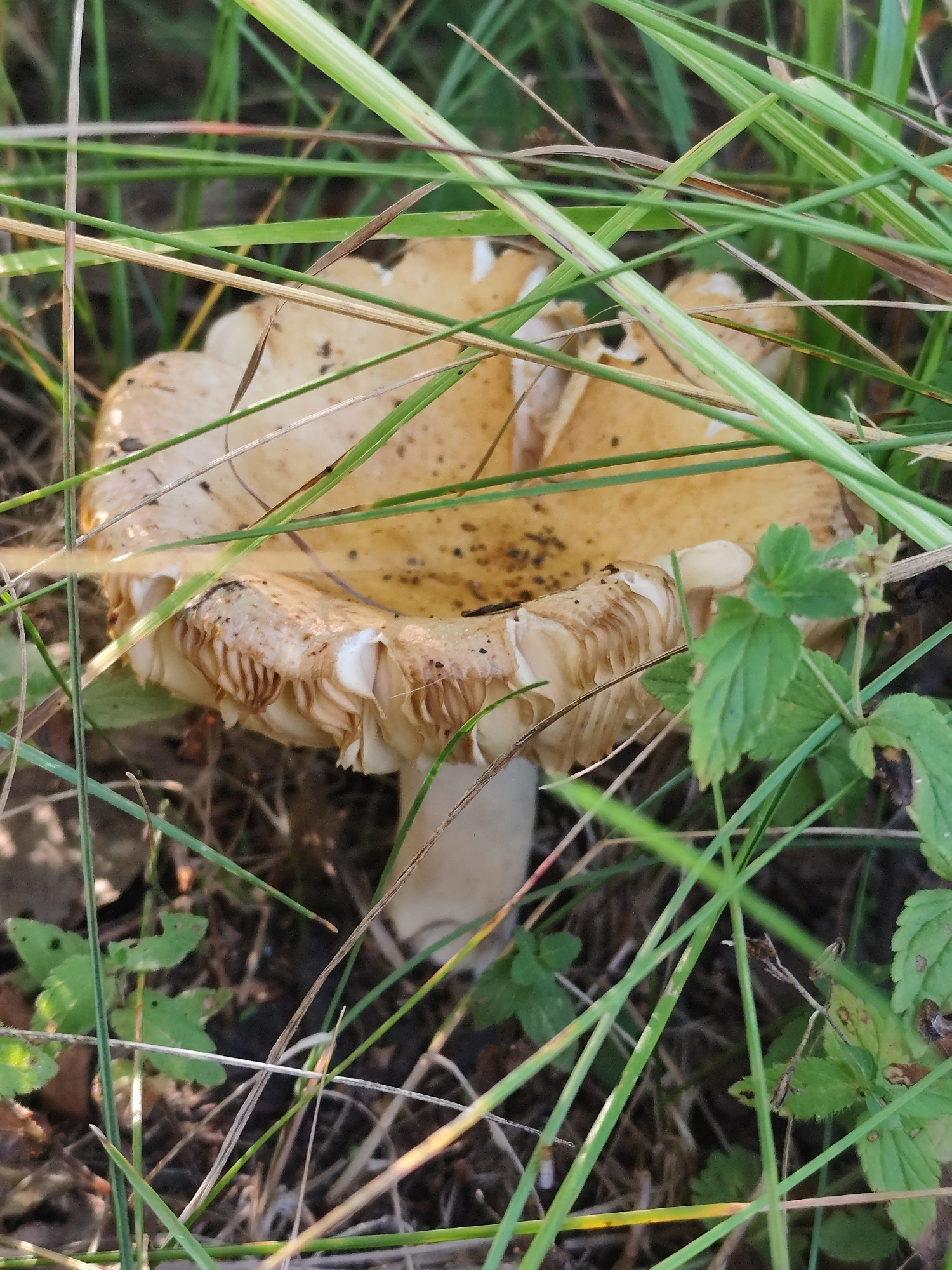 In the rural settlement of Barlaksky, Russia, a close-up, eye-level, outdoor shot focuses on a single mushroom. The mushroom is situated amidst dense green grass and some dried foliage on the ground. The mushroom's cap is broad and slightly concave, displaying a pale yellow hue with scattered dark speckles. Its underside reveals prominent, light-colored gills that are somewhat ragged at the edges. The stem of the mushroom is slender and light-colored, appearing to emerge from the earthy ground. The overall scene is naturalistic, capturing the mushroom in its native habitat within the grassy environment.
