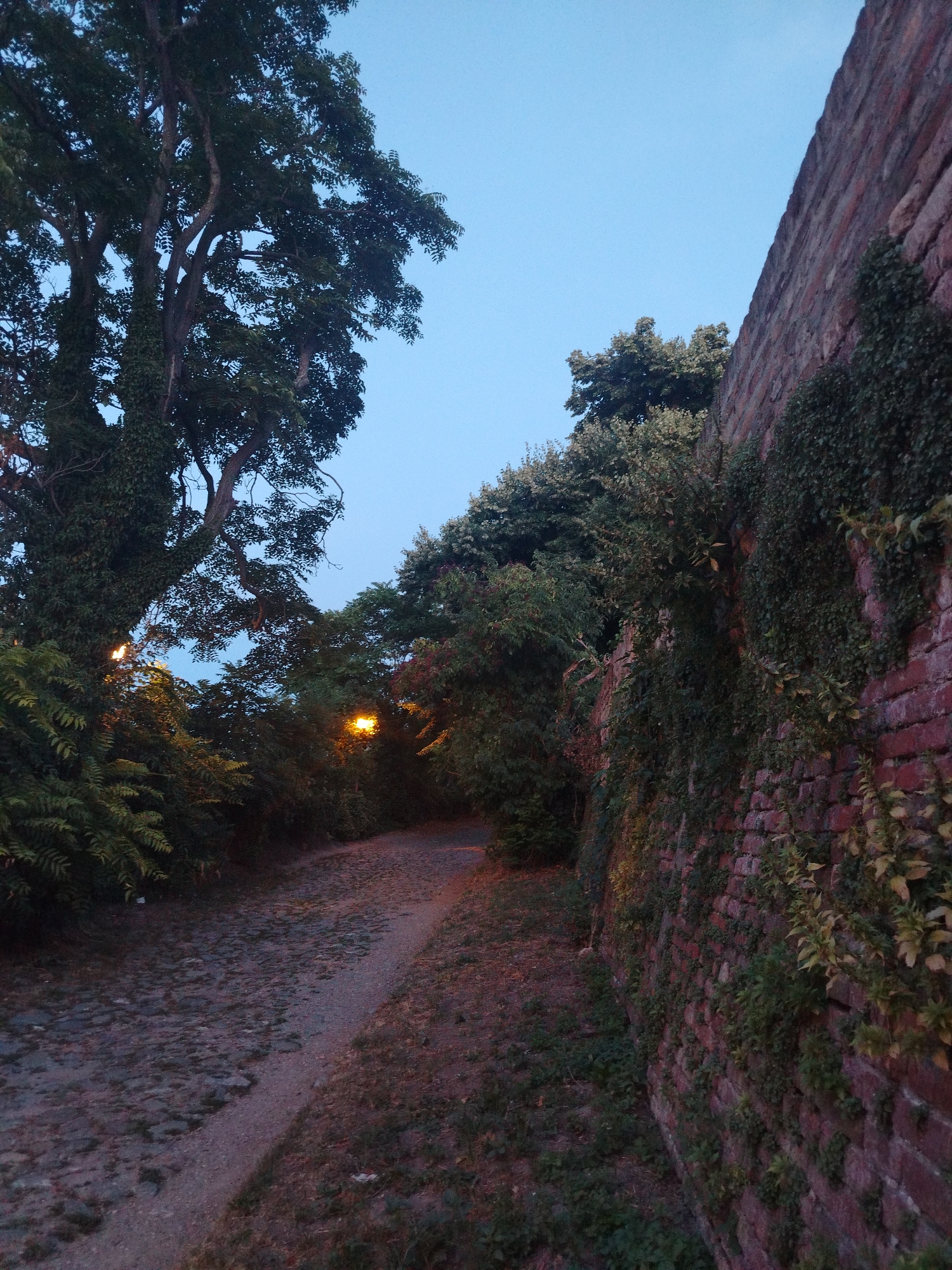 The image depicts a cobblestone path winding through vegetation, bordered by a tall brick wall on the right and trees on the left. The sky is a clear, pale blue, suggesting it is either dawn or dusk. A warm, orange glow emanates from two unseen lights, illuminating portions of the path and surrounding foliage. The brick wall is covered in ivy and other green plants, indicating it is an older structure, possibly part of a fortification. The path itself is uneven, paved with various sizes of stones. The vegetation appears dense and lush, with trees and bushes creating a natural, somewhat overgrown environment. The overall scene suggests a tranquil, historic setting within Petrovaradin, Serbia, likely within the Petrovaradin Fortress, given the presence of such walls and pathways. No people are visible in the image.