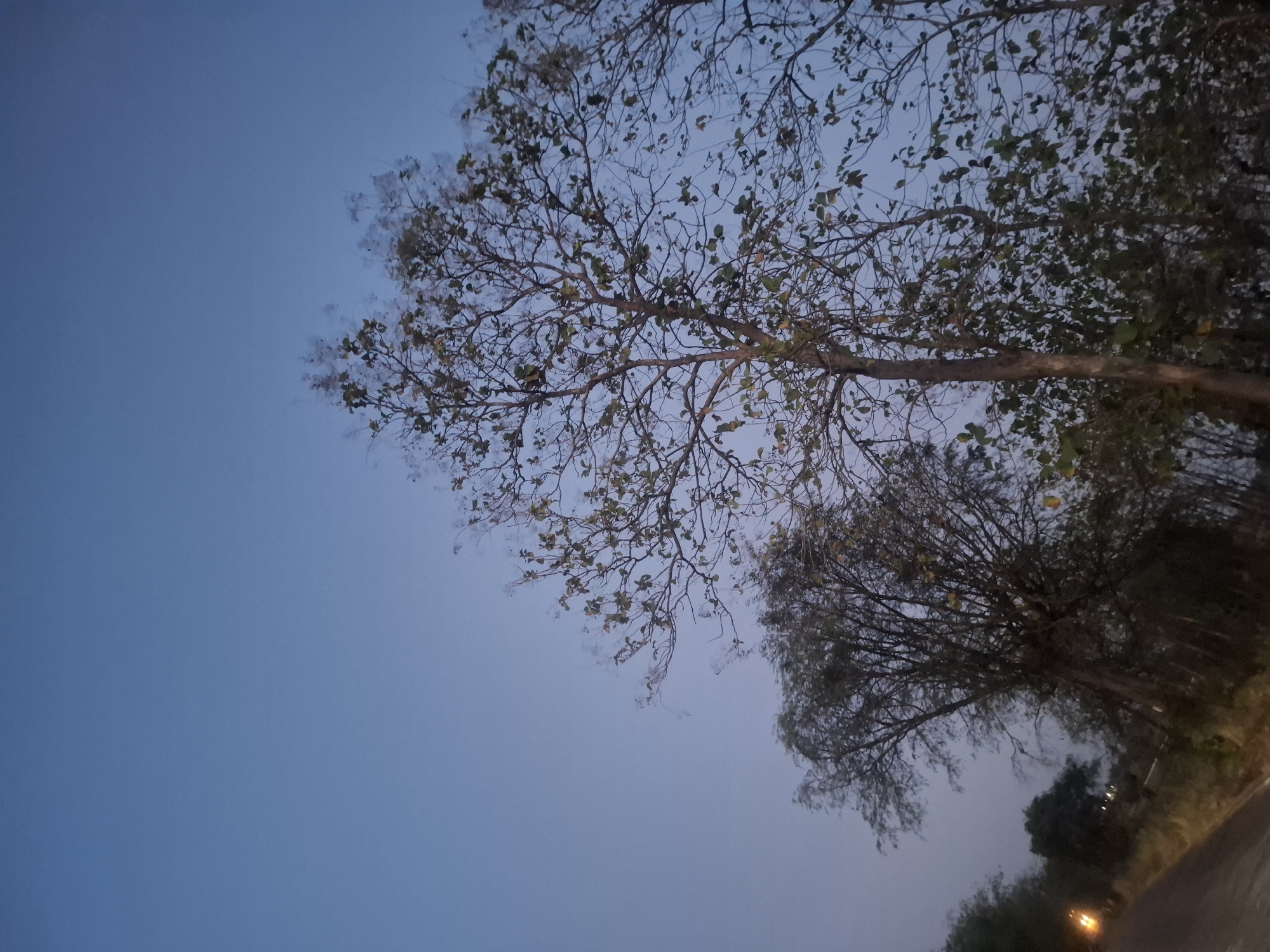 The image captures a serene evening scene in Gampang Sejati, Indonesia, with the twilight sky serving as a deep blue backdrop. Silhouetted against the fading light are several trees, their bare branches and sparse foliage indicating either the approaching or receding dry season. In the foreground, a road or pathway stretches diagonally from the bottom left, with a single, bright light source, possibly a motorcycle or streetlamp, illuminating the scene. The overall atmosphere is one of quietude and natural beauty, typical of rural or semi-rural landscapes during dusk. There are no visible people or specific interactions depicted, focusing solely on the environmental elements.