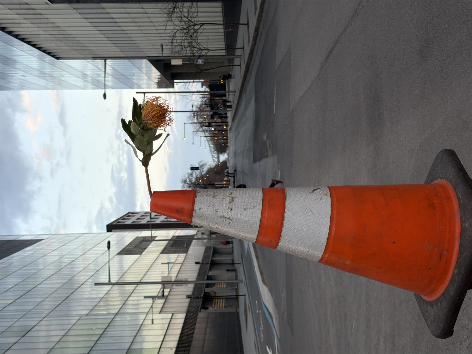 The image shows an orange and white traffic cone in the foreground, with a flowering plant stuck in its tip. The cone is on a grey road surface. In the background are buildings, trees, street lamps, and figures walking. The scene appears to be in an urban area. Given the architecture and visual style, the location is Montreal, Canada.