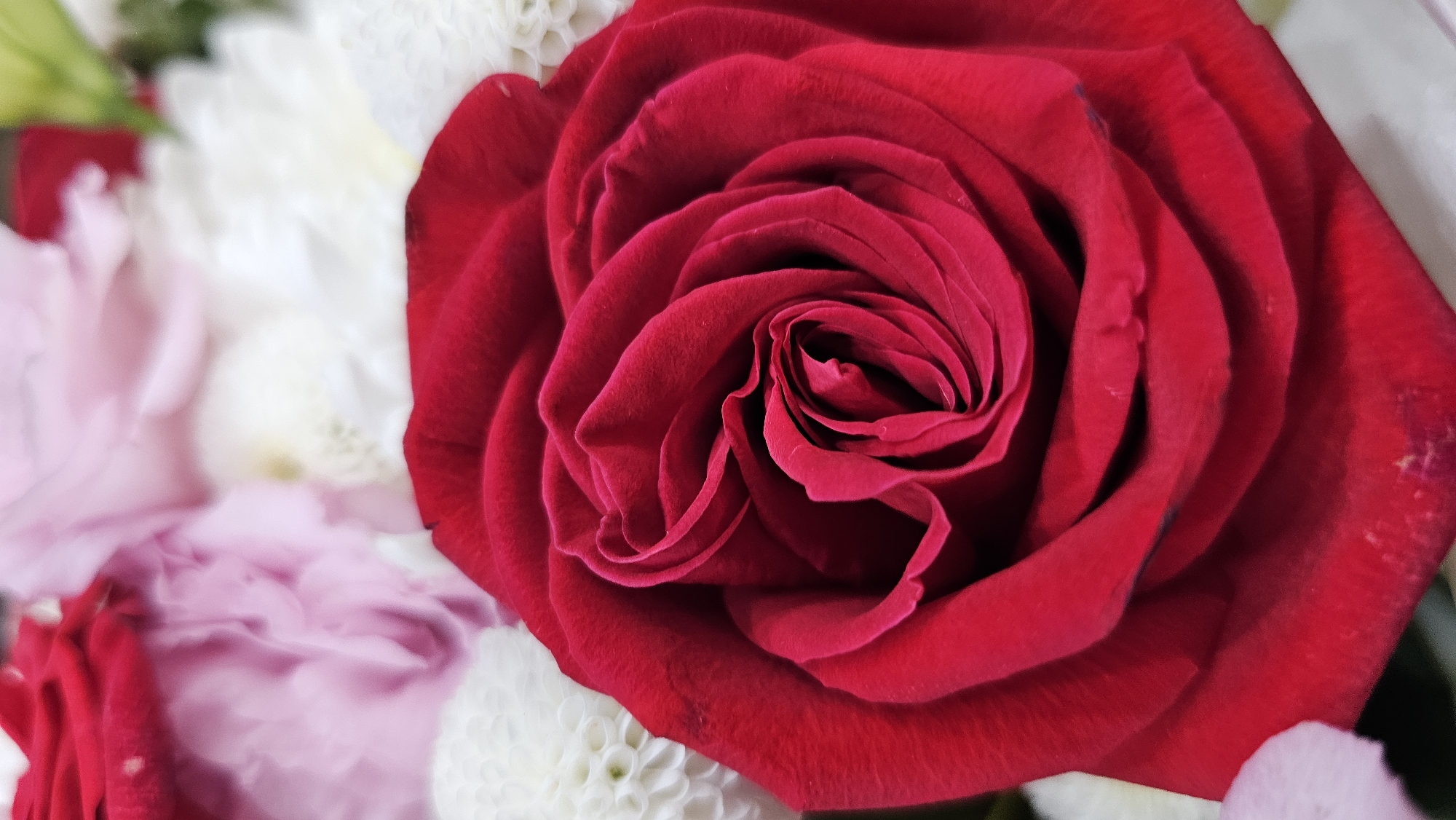 A close-up, vertical, eye-level shot focuses on a vibrant red rose in full bloom. The rose's petals, tightly coiled in the center and unfurling outwards, showcase a rich, velvety texture and deep crimson hue. Subtle variations in shade and light highlight the contours of each petal. The background is softly blurred, revealing hints of other flowers in shades of pink and white, suggesting a floral arrangement. There is no discernible location in Asan-si, South Korea, or any indication of people or actions.