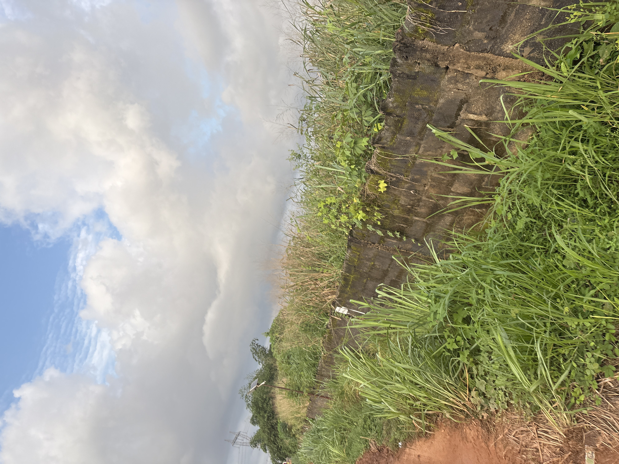 This is a photograph taken in Obosi, Nigeria, showing a weathered brick wall overgrown with lush green grass and vegetation. To the left of the wall, a dirt path is visible, with more wild grass and dry stalks. In the background, trees and some structures, including what appears to be a power transmission tower, rise against a cloudy sky. A small solar panel on a pole is mounted near the wall. The scene depicts an outdoor environment, possibly on the outskirts of a more developed area, characterized by natural growth and basic infrastructure.