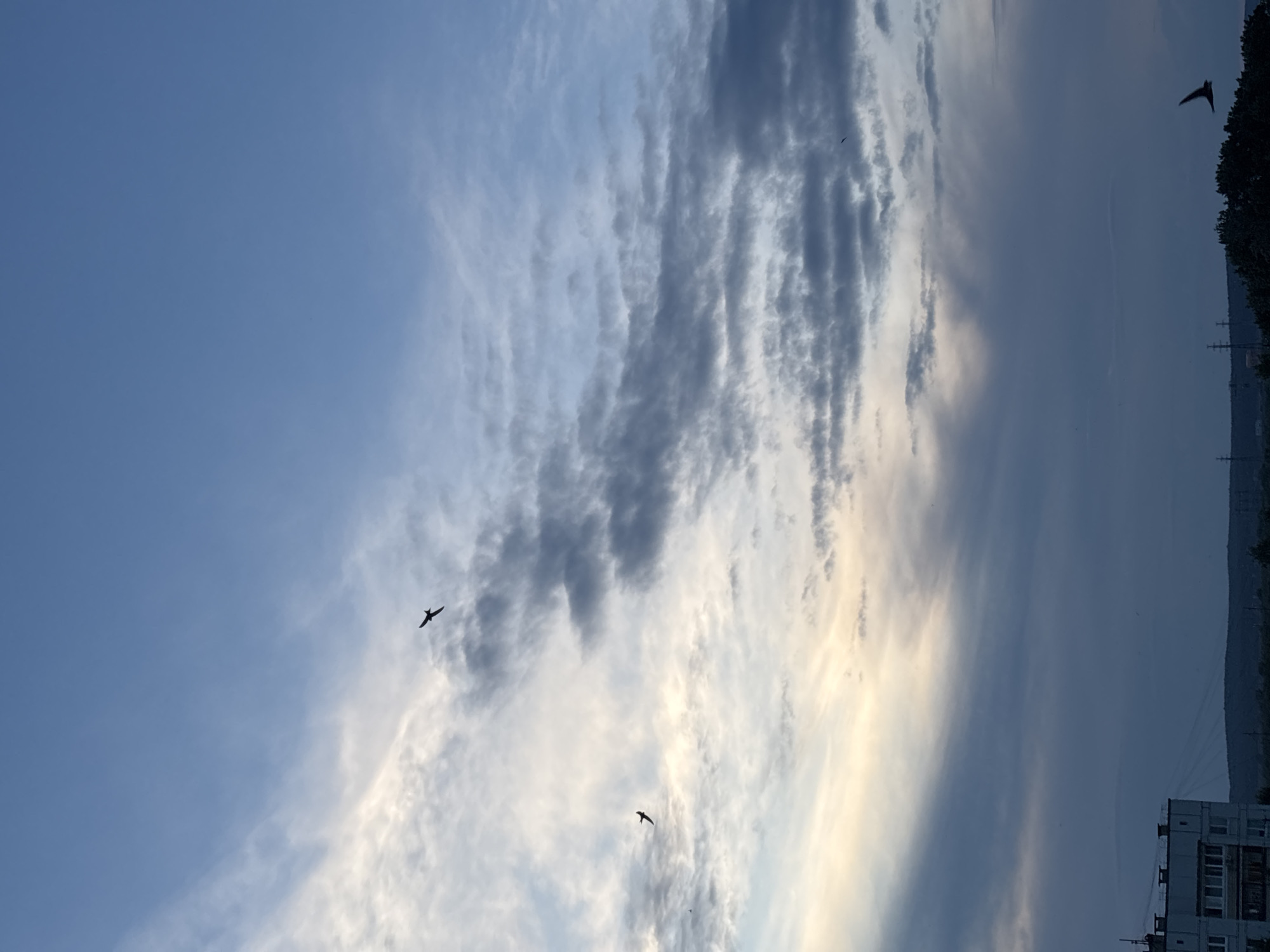The image depicts a sky scene over Chaikovsky, Russia, likely during twilight. Several birds are silhouetted against a backdrop of a blue sky transitioning into muted tones, with wispy white clouds and darker, more textured clouds suggesting atmospheric depth. The lower portion of the image shows the silhouette of a city, with a building on the left and a dark tree line in the distance. The building appears to be a multi-story residential block with visible windows and roof details. The overall impression is one of nature and urban elements coexisting as daylight fades.