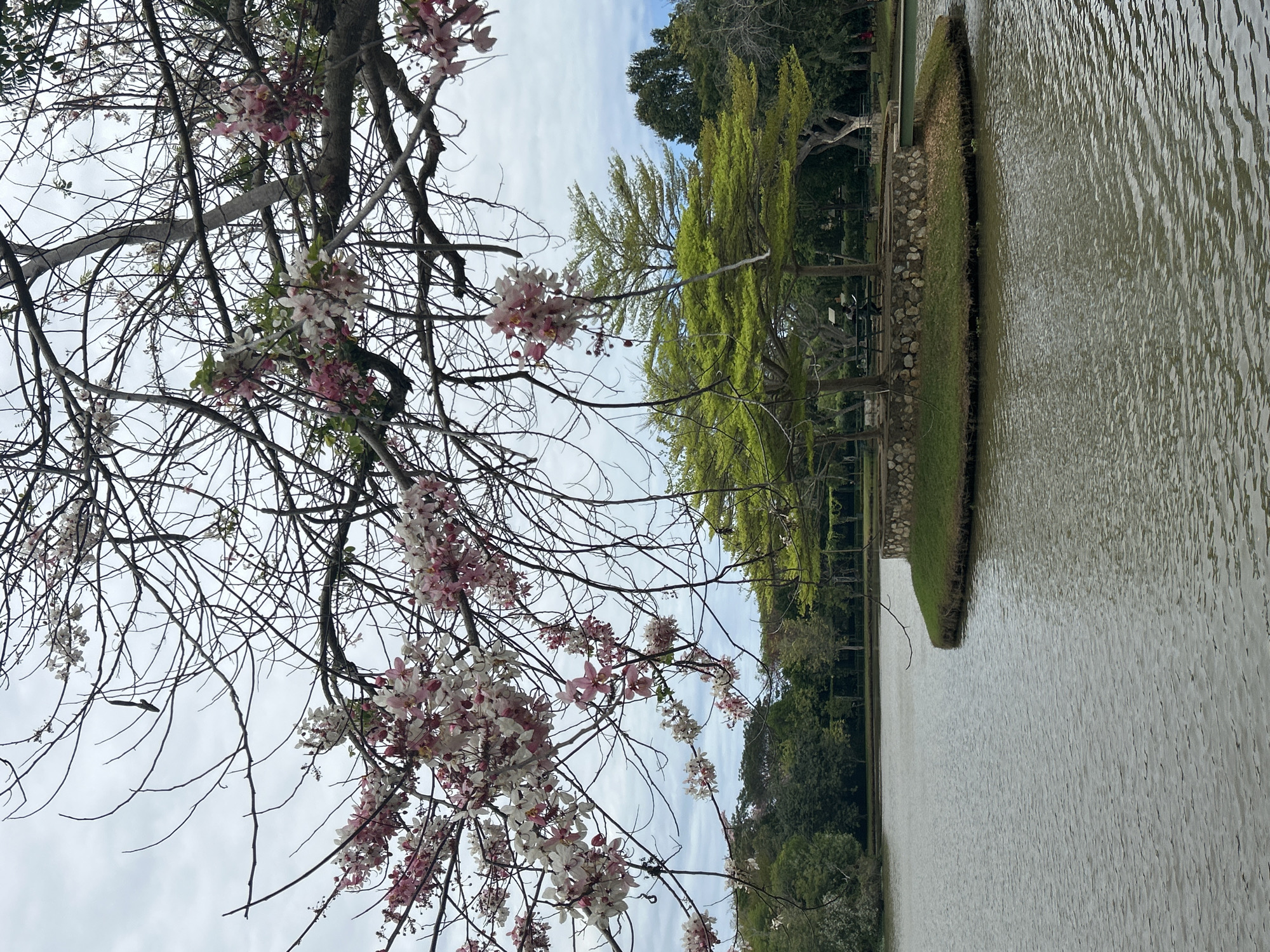 A scenic park features a calm lake with a small, circular island in the center. The island is covered in lush green grass and features a low, stone retaining wall. A shelter with a roof supported by multiple pillars is situated on the island, surrounded by trees with vibrant green, umbrella-shaped canopies. In the foreground, branches of a tree laden with delicate pink and white blossoms hang over the water, with bare branches intermingling with the flowers against a cloudy sky. The background consists of dense foliage and more trees. The water is slightly rippled, reflecting the overcast sky. The location is specified as Tanubada, Papua New Guinea.