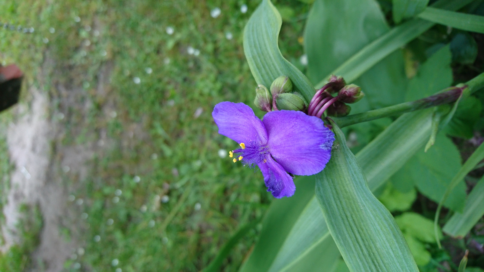 A single purple flower with yellow stamens is in focus in the foreground of this outdoor image. The flower is positioned to the right of the frame and is surrounded by large green leaves. In the background, a blurred grassy area with patches of dirt is visible. A red brick object is partially visible in the upper right corner of the image. The image appears to be taken in a garden or park setting in Dvirets, Ukraine.