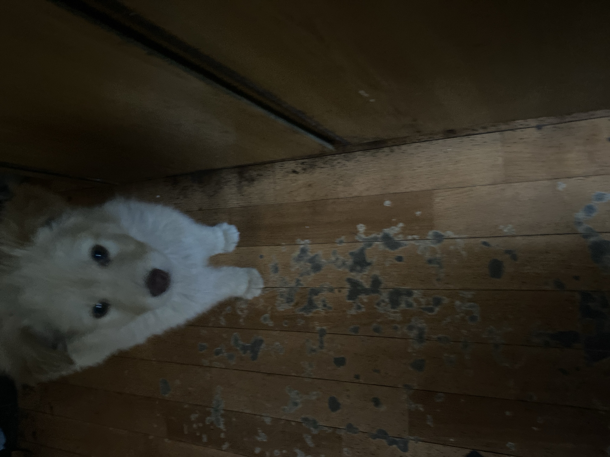 An indoor scene shows a light-colored puppy standing on a wooden floor. The puppy is facing the camera, with its head tilted slightly. The wooden floor has a distressed finish with areas of dark discoloration. To the right of the puppy, a dark-colored wooden surface appears to be a wall or cabinet. The lighting in the scene is dim. The image is taken from a high angle, looking down at the puppy and floor.