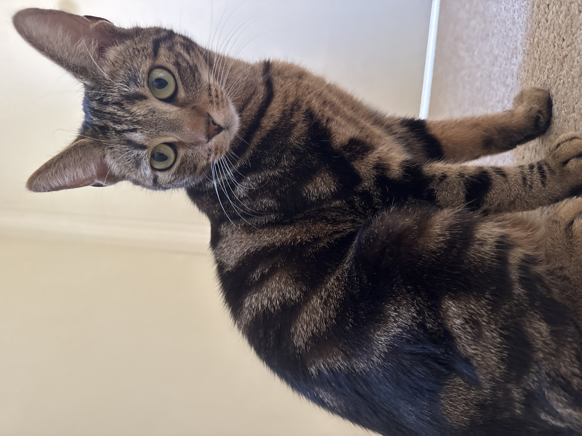 A close-up, tilted portrait shows a brown tabby cat with green eyes, looking directly at the viewer. The cat's head is tilted to the left, and its ears are upright. Part of its body, covered in striped fur, fills most of the frame. The background consists of a light beige wall on the left and a tan carpet on the upper right. No specific location in Desborough, United Kingdom, can be determined from the provided visual information.