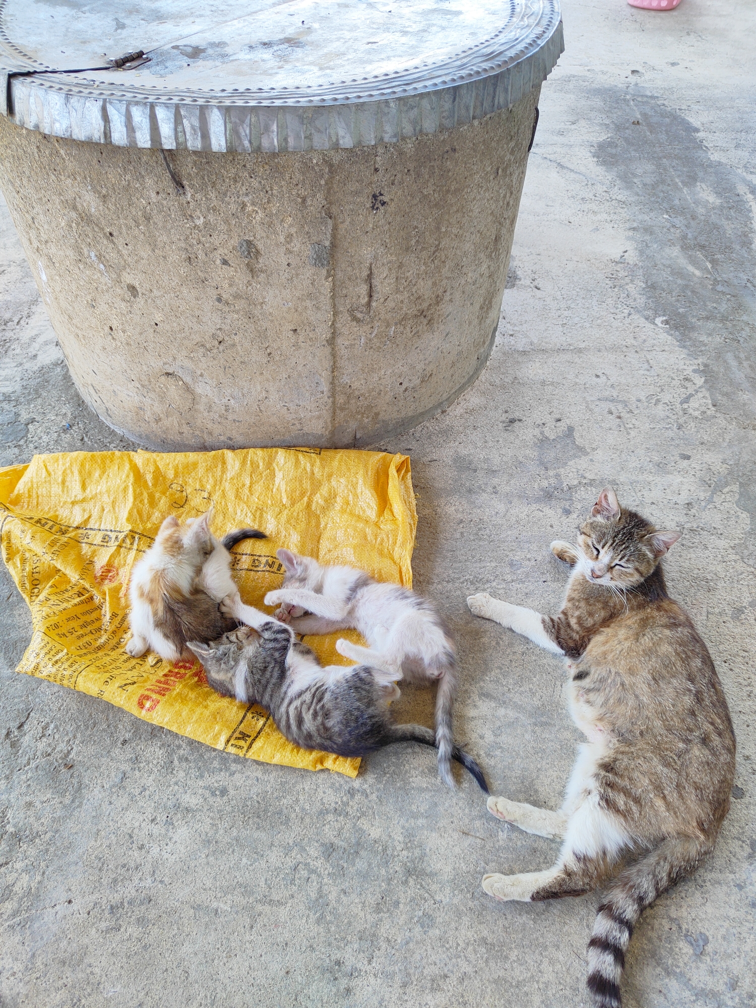 An adult cat rests on a concrete surface next to a pile of yellow material. Three kittens are on the yellow material, interacting with each other. The background consists of a large, weathered, concrete structure with a metal lid. The scene is outdoors on a paved surface.