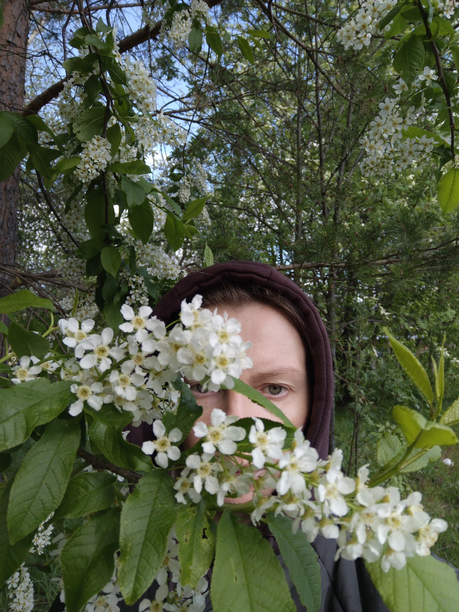 A photograph shows a person wearing a dark hooded jacket partially concealed behind branches of a tree laden with white flowers. The person’s face is partially visible, revealing their eye and the shape of their nose and cheek. The background includes more trees and a glimpse of the sky. The location is Chaikovsky, Russia, based on the broader dataset.