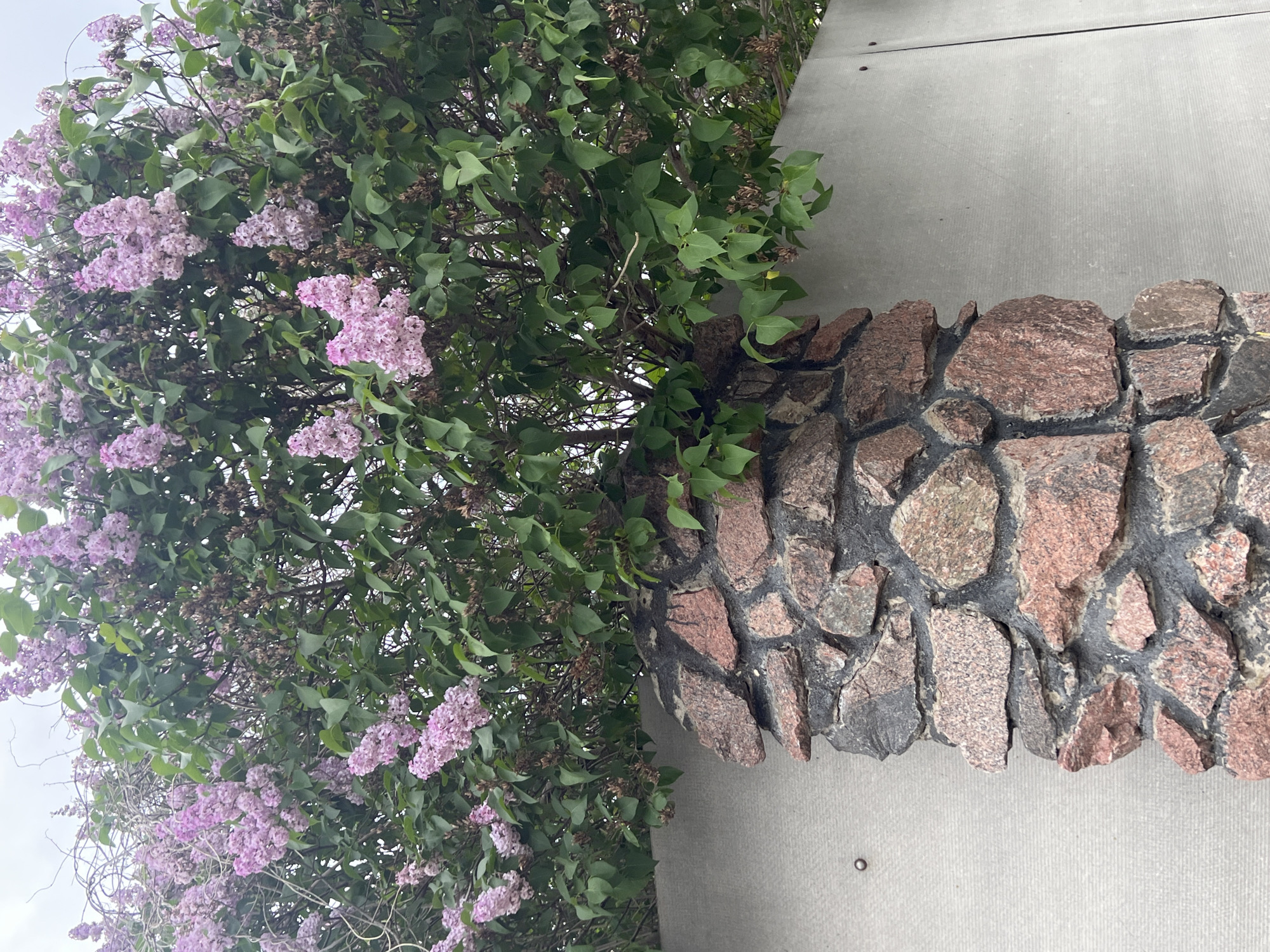 The image shows a lilac bush with clusters of light purple flowers and green leaves, growing next to a gray concrete pillar with a ring of reddish-brown rough-cut stones around its base. The bush is on the left, while the pillar is on the right. The scene appears to be outdoors in an urban environment. The image does not contain people, subjects, or actions. The scene could be in Boguchar, Russia.