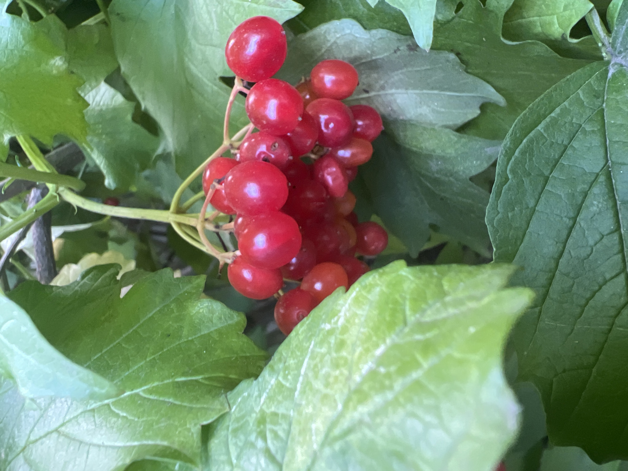 A close-up, eye-level shot showcases a cluster of ripe, bright red berries hanging from a stem amidst lush green foliage. The berries are spherical and smooth, with a glossy sheen reflecting light. The leaves are broad and textured, with visible veins. The background is a blur of more green leaves and some darker shadowed areas. The scene appears to be in a natural outdoor environment, possibly a garden or park, given the density of the plant life. The berries are the central focus of the image. There are no people visible in the image. The location is identified as Fontanka, Ukraine.