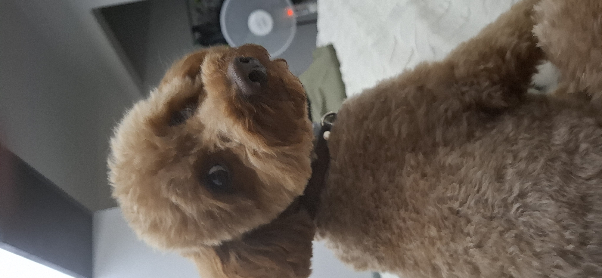 A medium shot captures a close-up of a toy poodle. The dog's fur is a rich auburn color, and its head is tilted slightly, looking directly at the camera with its dark, expressive eyes. The poodle wears a brown collar with a silver buckle. The background is softly blurred, suggesting an indoor setting. To the right, a white circular fan with a red indicator light is visible. The image is cropped in a way that emphasizes the dog's face and fur texture. There is no indication of the location being in the city of Pleven, Bulgaria; the scene appears to be a private residence.
