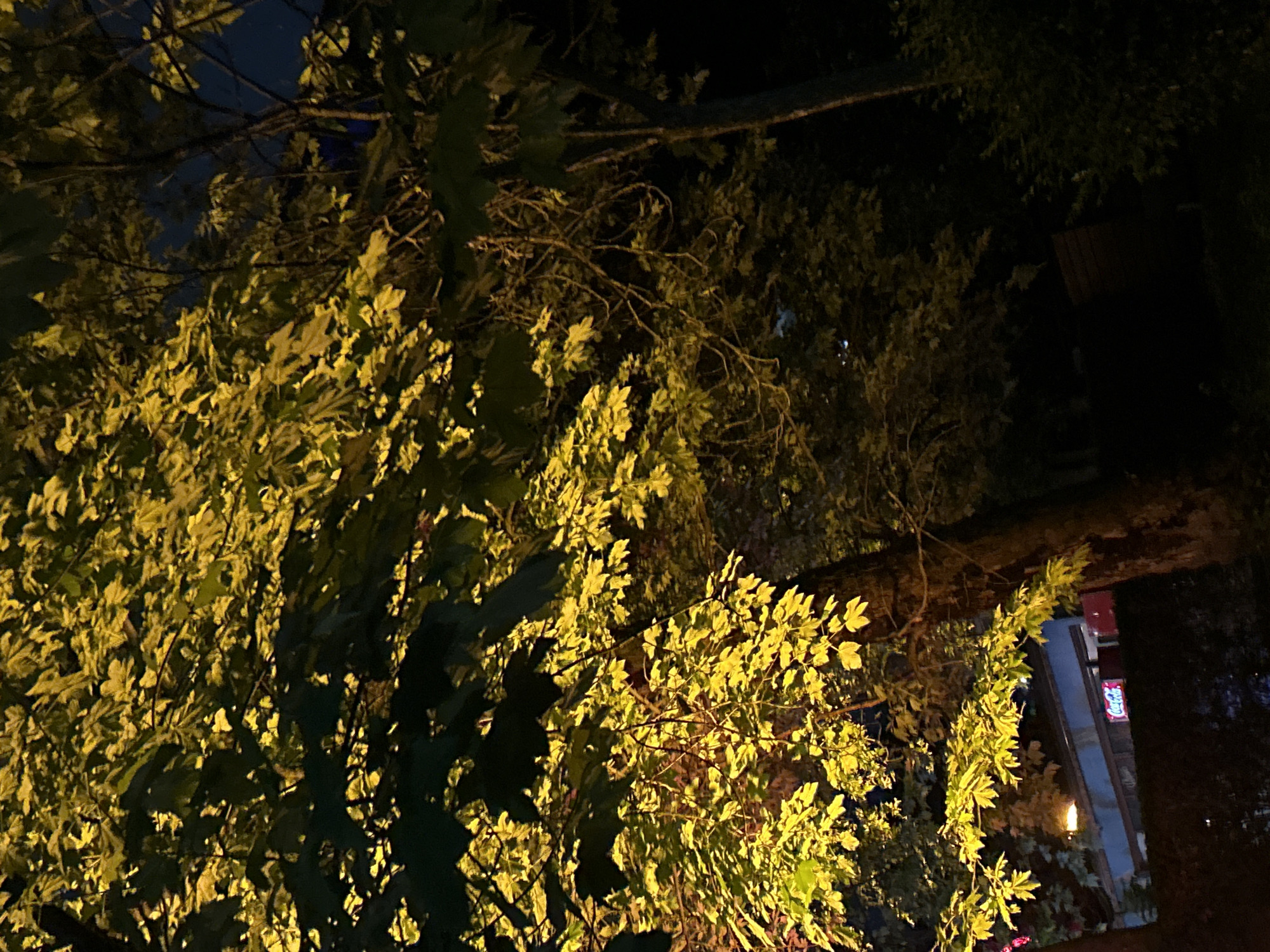 At night, the image shows a tree with leaves illuminated by a light source, with buildings visible through the branches. The location is Burgas, Bulgaria. The illumination suggests the scene is located in an urban area.