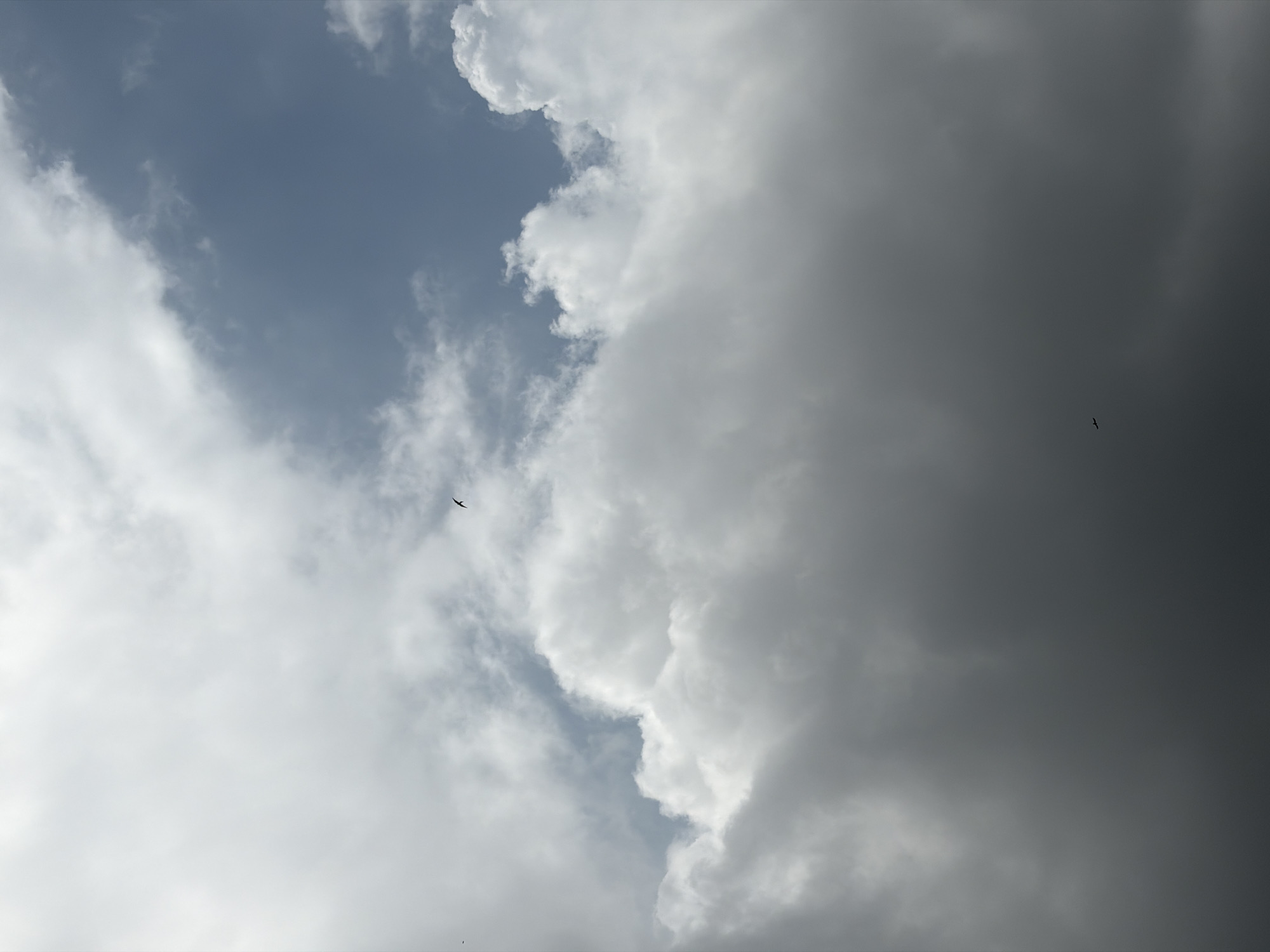 A high-angle, full-shot photograph captures a vast expanse of sky filled with dramatic cloud formations. The clouds vary in density and texture, ranging from thick, white, cumulus clouds that dominate the lower half of the frame to lighter, more diffused clouds higher up. A patch of clear, blue sky is visible in the upper right quadrant, contrasting with the otherwise overcast conditions. Two birds are present in the scene: one is a tiny black silhouette in the upper center of the image, and another, also a small black silhouette, is located in the lower left quadrant of the frame, both appearing to be in flight. The overall lighting suggests it may be daytime, possibly late afternoon or early morning, given the interplay of light and shadow on the clouds. The image was captured in Grapevine, United States of America.