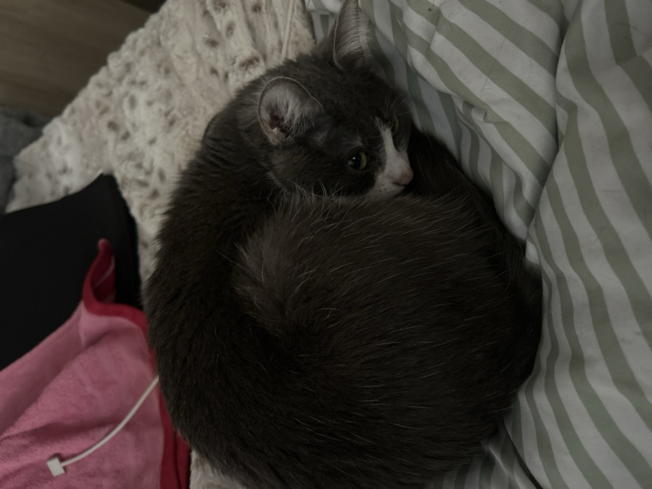 An indoor scene in Schiltigheim, France, captures a domestic cat resting on a bed. The cat, possessing gray fur with white markings on its muzzle and chin, is curled into a tight ball. Its greenish-yellow eyes are partially visible, directed towards the viewer. The cat rests upon a bed with a light green and white striped sheet in the foreground and a textured, light-colored blanket behind it. In the upper left background, a folded pink towel or fabric item with a red border is visible, with a white charging cable draped over it. A dark-colored fabric object is partially visible behind the pink item. The room is dimly lit.