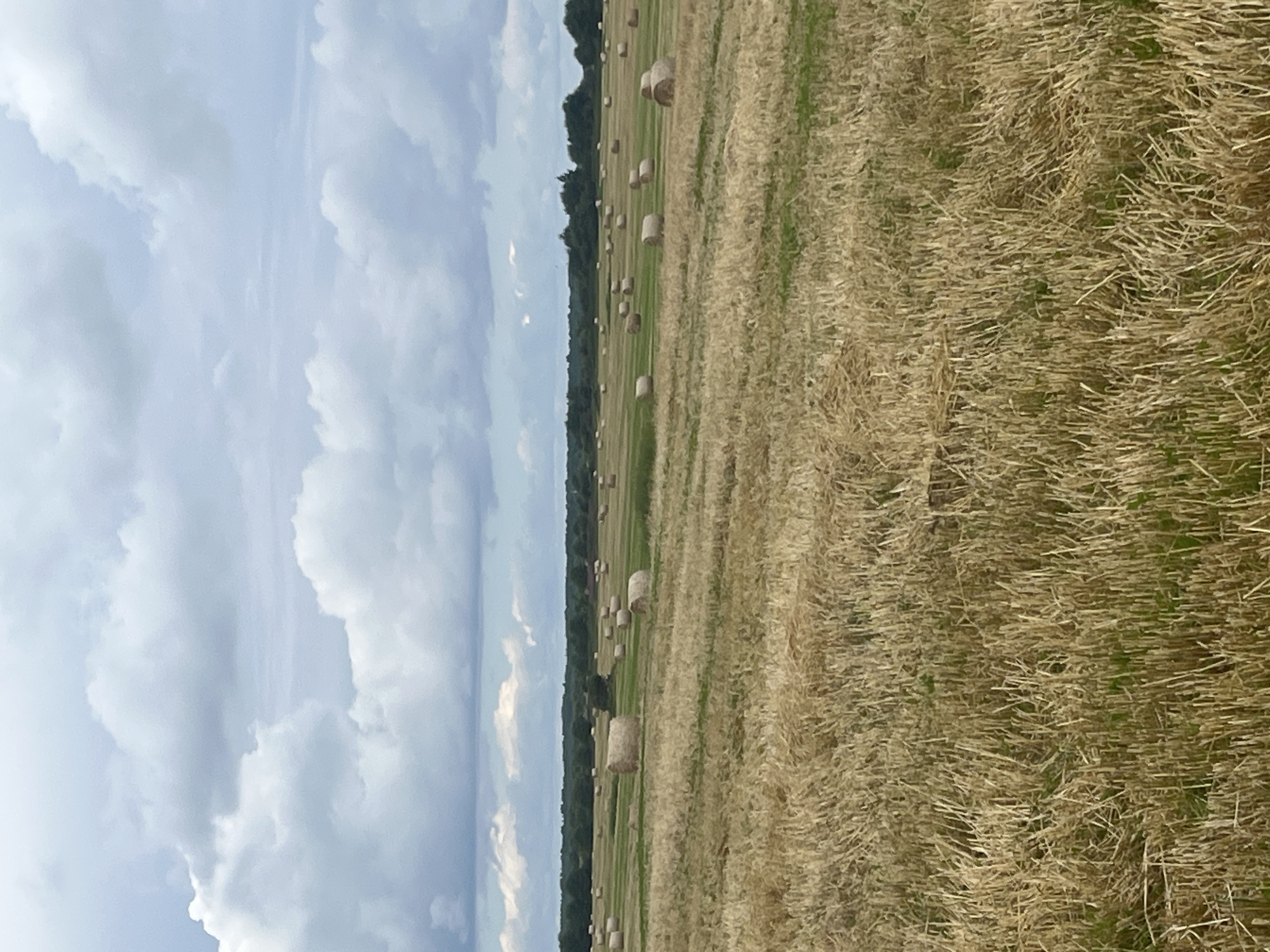 The image depicts a rural landscape in Dyatlitsy, Russia, characterized by a field of harvested hay with numerous round bales scattered across it. The foreground shows the stubble of cut grain, with some green shoots emerging. In the midground and background, more hay bales are visible, arranged in rows and clusters. The field is bordered by a treeline in the distance, beyond which a hazy sky filled with large, dramatic clouds is present. The lighting suggests an overcast day. No people or animals are visible in the scene.