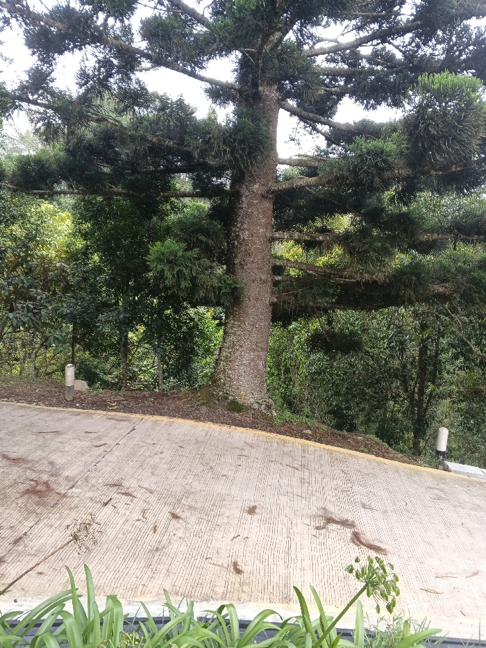 The image depicts an outdoor scene dominated by a large conifer-like tree, its textured brown trunk central and its dense green foliage and branches extending across the upper frame. The tree exhibits clustered, ball-like formations of green foliage among its branches, suggesting a specific species or growth pattern, possibly with epiphytes.
In the foreground, a light gray paved surface, likely concrete, slopes downwards from left to right. This surface has a ribbed texture and is scattered with dark brown organic debris, possibly leaves or pine needles. A thin yellow line marks the edge of the paved surface near the base of the tree.
Along the immediate bottom edge of the frame, vibrant green leafy plants are visible. To the right, a single tall stem with a cluster of green seed pods or developing flowers rises from these plants.
The area around the tree's base and extending into the background is densely covered with various green foliage, indicating a forest or heavily vegetated environment. Two light-colored, short, cylindrical posts are visible at the edges of the paved area: one on the left near the tree's base, and another on the far right, further down the slope.
The sky is visible through the tree canopy in the upper portions of the image, appearing bright and overcast. No people, animals, or artificial structures other than the paved path and posts are discernible. The specific location in the city of Tah, Vietnam, cannot be independently verified from the visual content of the image.