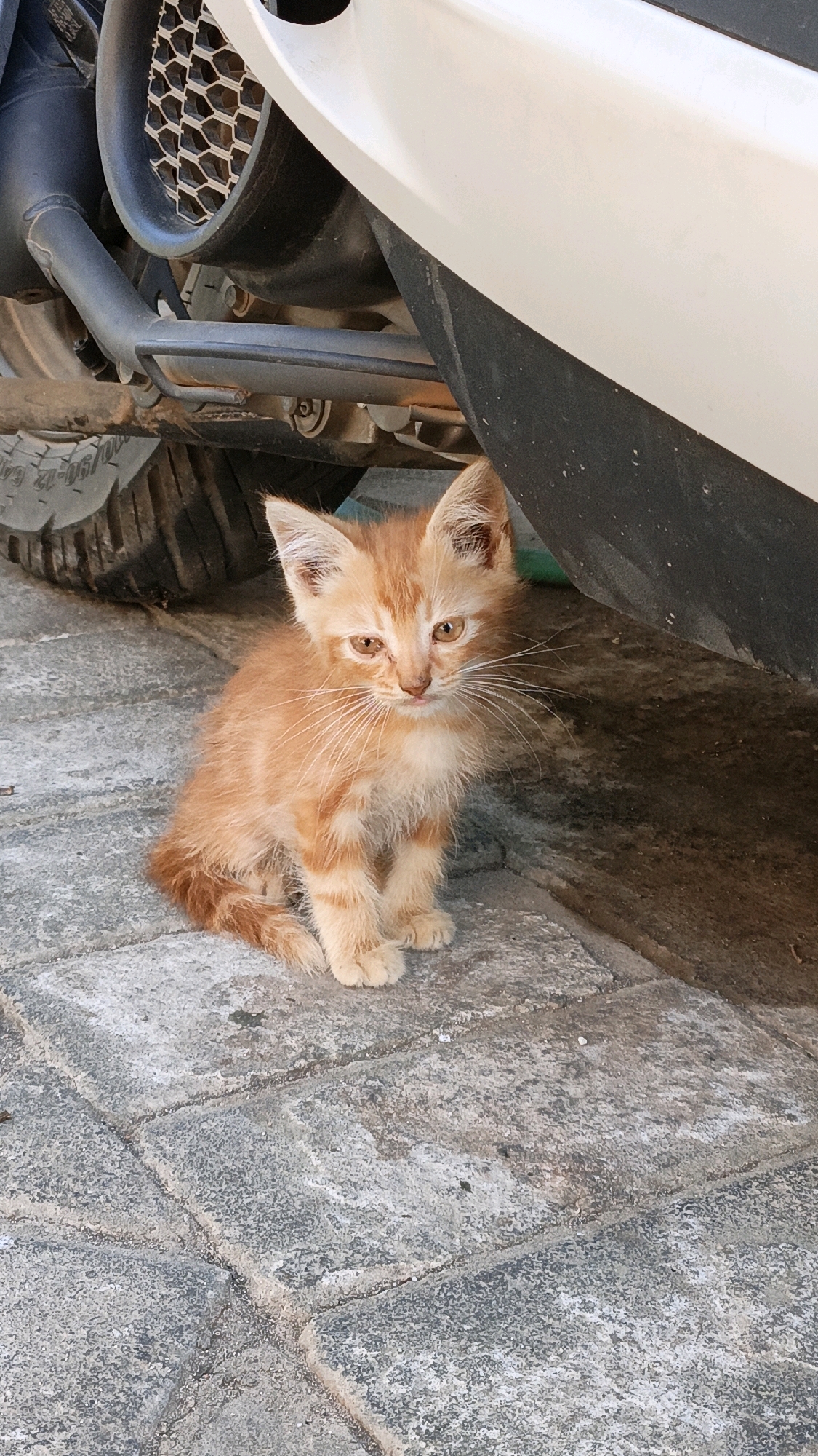 An orange tabby kitten sits on a grey paved surface, partially shaded by a white vehicle. The kitten is facing forward, its ears are perked up, and its eyes are open. The background includes a portion of a tire, the underside of a vehicle, and a metal grate. The scene appears to be outdoors, possibly on a street or in a parking area, and the lighting suggests it is daytime. The location is identified as Cikal, Indonesia.
