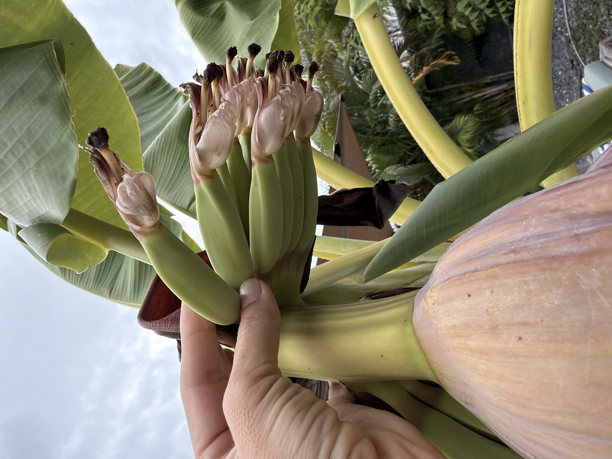In the city of Ko Samui District, Thailand, a close-up, outdoor, natural light photograph captures a cluster of developing bananas on a plant. A human hand, with visible skin texture and fingernails, gently supports the base of the banana stalk, highlighting the nascent fruits. The bananas are green and elongated, with delicate, light-colored blossoms still attached to some. In the foreground, a large, teardrop-shaped banana blossom, with a pinkish-orange hue and translucent petals, is prominently displayed. The background reveals the lush greenery of tropical foliage, including large banana leaves and other plants, under an overcast sky. The scene is a still-life of nature’s growth process.
