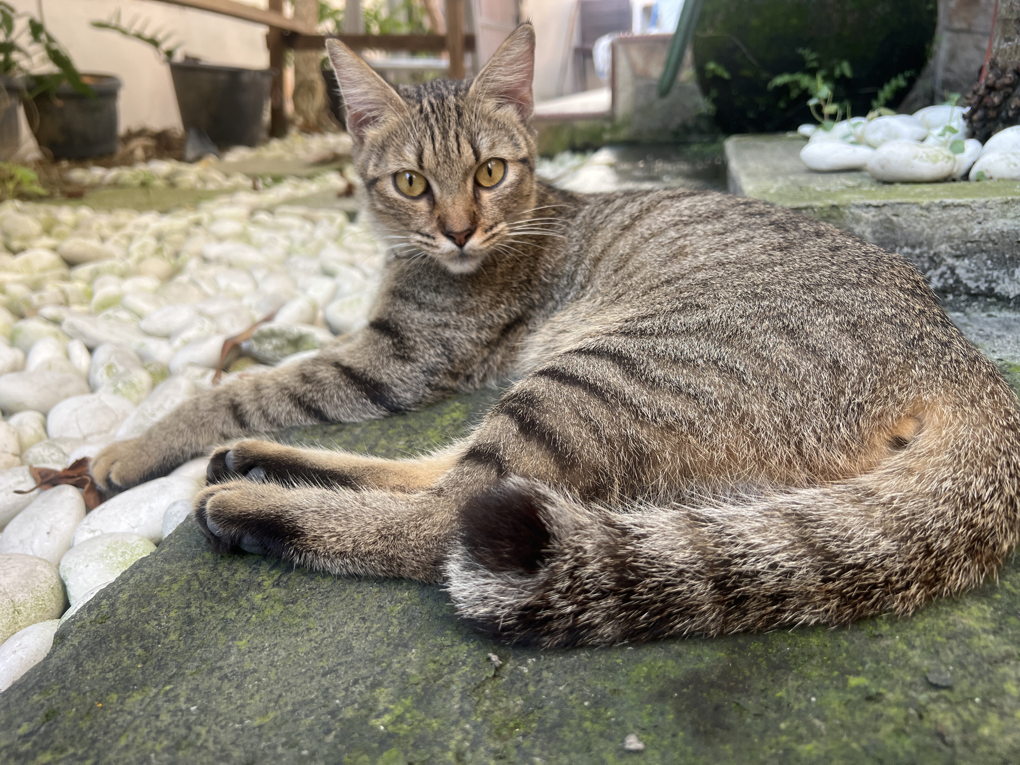 A tabby cat rests on a concrete surface covered in moss and algae, likely in an outdoor area of North Kuta, Indonesia. The cat is predominantly brown with darker stripes, and it has golden-yellow eyes. The cat is lying down, with one front paw extended and the rest of its body curled. In the background, there are white stones, potted plants, and a wooden structure. The lighting suggests it is daytime.