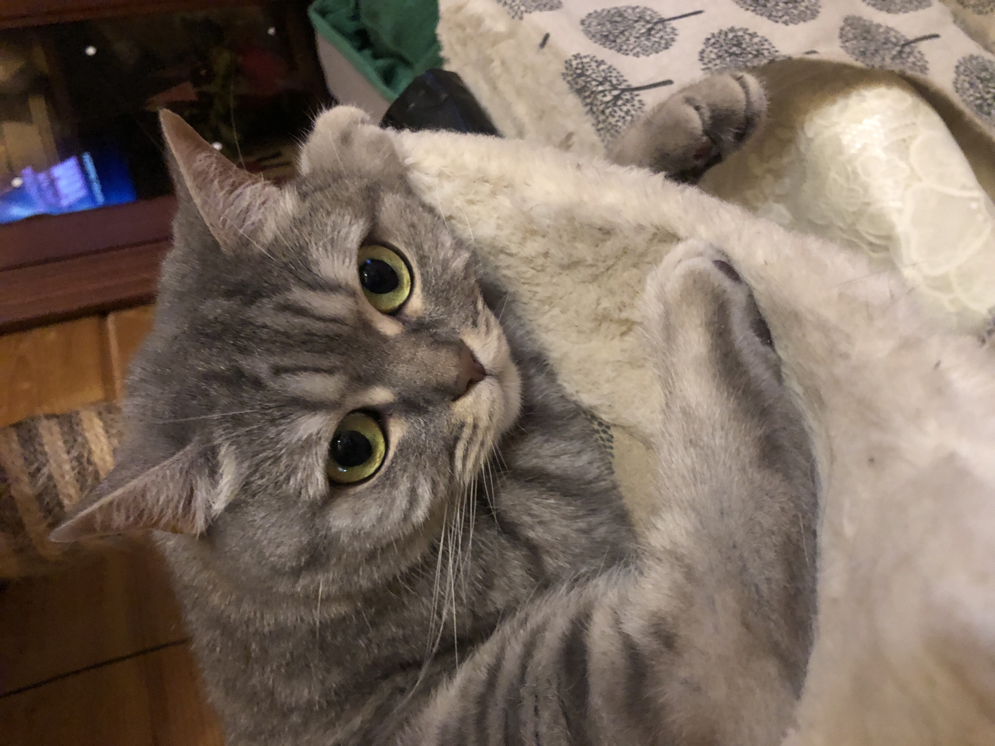 The image shows a close-up of a grey tabby cat resting on a fluffy white surface. The cat's eyes are a bright green and it is looking towards the camera with a slightly downturned expression. Its fur is striped and appears soft. The background is out of focus, but suggests an indoor setting with wooden elements and some greenery. The scene is static and peaceful, with the cat appearing comfortable and relaxed.