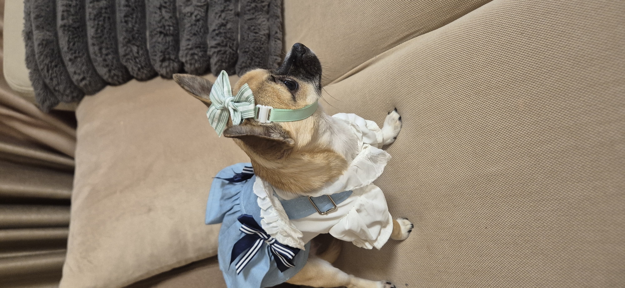 A brown and white dog dressed in a blue and white dress with a bow on its head is lying on a brown couch. The couch has a textured surface. The dog is wearing a green collar with a bow on its head. The dress has a ruffled white top and a blue skirt with two bows. The dog's head is tilted up and to the left. Behind the dog is a gray pillow with a ribbed texture. The scene appears to be inside a home.
