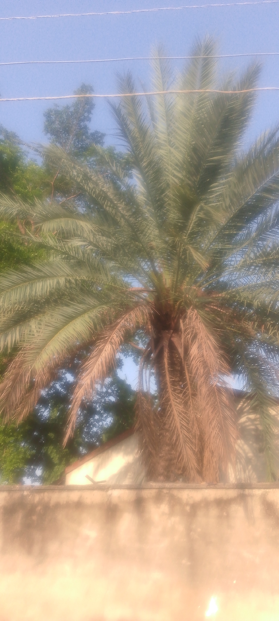 The image shows a close-up view of a palm tree against a bright blue sky. Several thin wires are stretched horizontally across the top portion of the frame, suggesting an outdoor setting possibly near a populated area. The palm tree's fronds are predominantly green, but some lower fronds appear dry and brown, indicating a potential aging or stress of the tree.
Behind the palm tree, there are glimpses of other foliage, also appearing green and lush. Below the palm tree, a wall-like structure is visible, painted in light colors, with a hint of a building peeking out from behind it. The wall has a rough texture and casts faint shadows.
The lighting suggests it is daytime, likely midday, given the bright sky and the intensity of the light. The overall mood is serene, with a focus on the natural elements of the palm tree and sky, juxtaposed with man-made elements like the wires and the wall. There are no people visible in the image, and no text is present. The scene evokes a sense of a warm, sunny day in a tropical or subtropical environment. The combination of the palm tree, the wall, and the sky suggests a residential or public outdoor space.