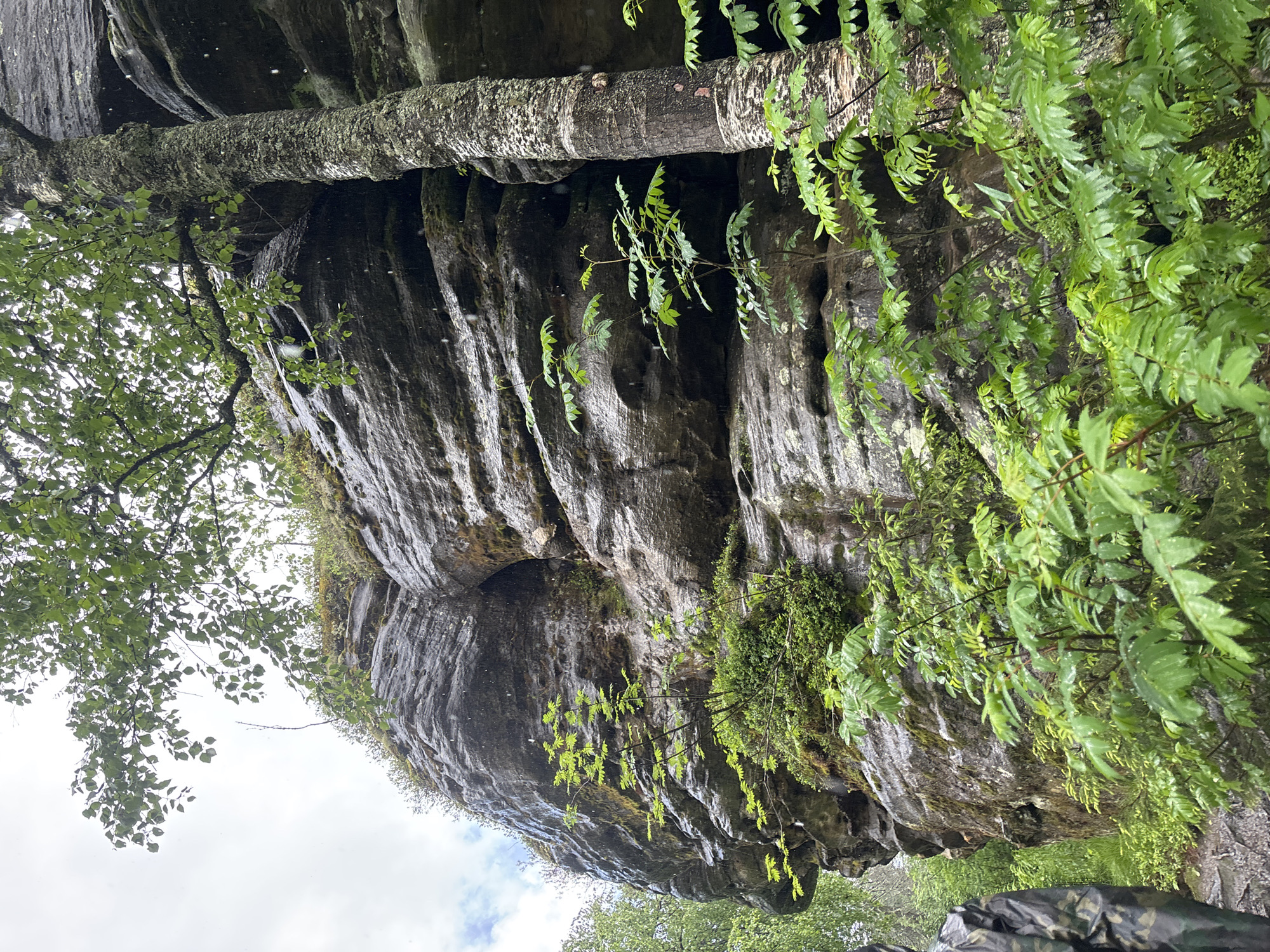 The image depicts a natural scene of a large, weathered rock formation with a tree growing alongside it. The rock face is textured with horizontal striations, indicating layers of sedimentary rock. Moss and small green plants cling to the rock in various places. A tree with rough, textured bark is positioned to the right of the rock, with its trunk leaning against or very close to the rock face. Lush green foliage, consisting of various plants with compound leaves, is prominent in the foreground and around the base of the rock and tree. The environment appears to be a forest or wooded area, with the ground covered in soil and some visible debris. Droplets of water are visible in the air, suggesting recent rainfall or mist, and the surfaces of the rock and leaves appear wet. In the lower left corner, a person wearing a dark camouflage-patterned jacket is partially visible, facing away from the camera and towards the rock formation. The sky is overcast and bright. The location is described as the city of Shumikhinskii, Russia.