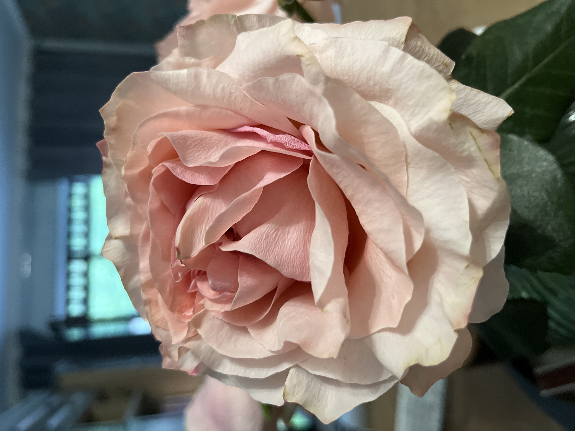 The image is a close-up photograph of a pale pink rose. The rose is in full bloom, with many delicate petals unfurling towards the center. The lighting highlights the soft texture and subtle color variations of the petals, ranging from a creamy white at the edges to a deeper pink in the inner folds. The background is blurred, suggesting a shallow depth of field, but hints at an indoor setting with soft blue and dark gray tones, possibly curtains or furniture. The rose is positioned centrally and dominates the frame. There is no discernible information in the image that would indicate its location in Brasov, Romania.