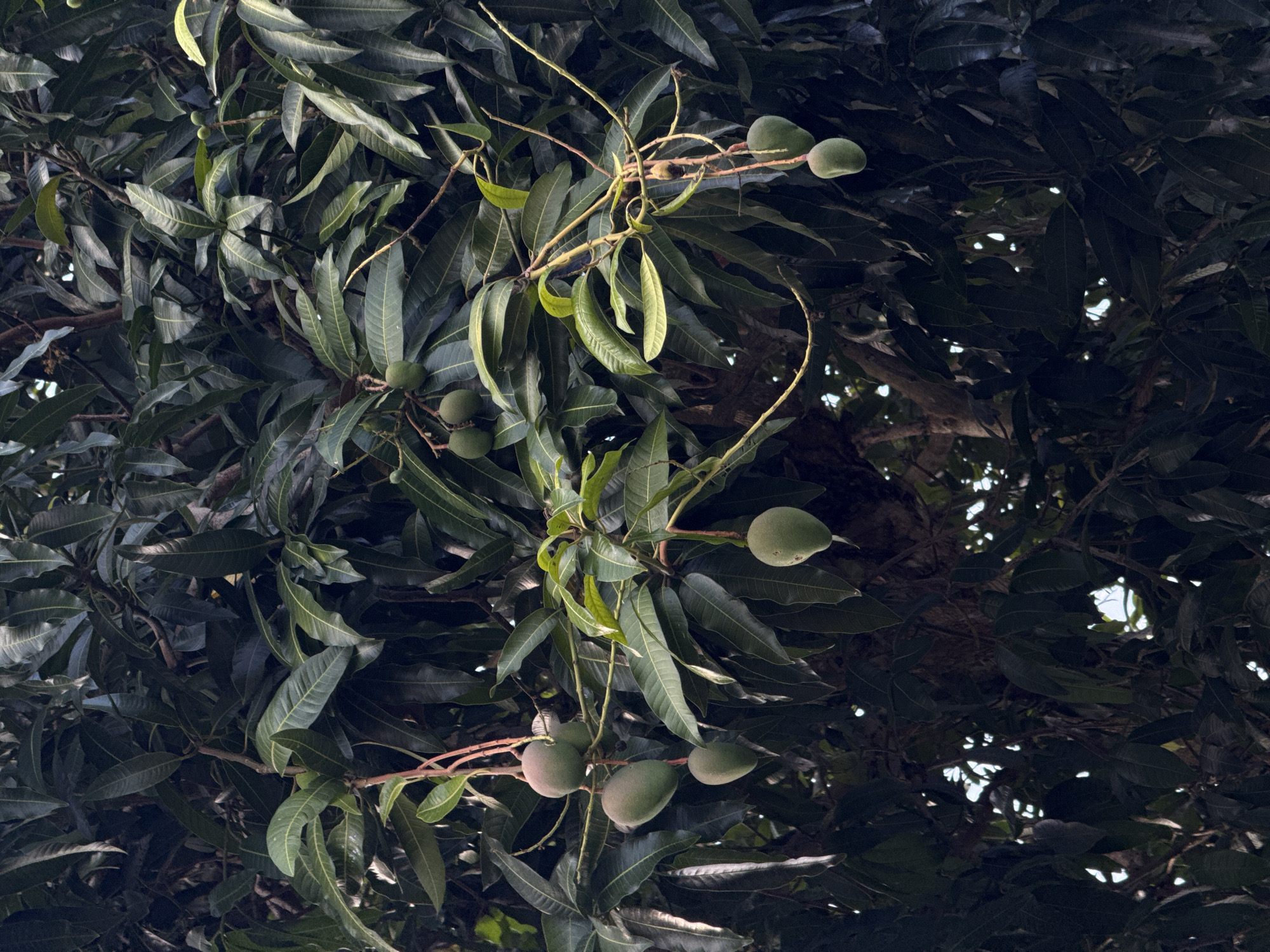 The image shows a close-up view of a mango tree in Sukawati, Indonesia. The tree is laden with unripe green mangoes, some of which are clustered together on branches while others hang individually. The leaves are a deep green, and the branches are intertwined, creating a dense canopy. Sunlight filters through the leaves in some areas, highlighting the textures and shapes of the foliage and fruit. There are no people or animals visible in the image, and the focus is solely on the natural growth of the mango tree. The scene suggests a tropical setting, typical of the region.