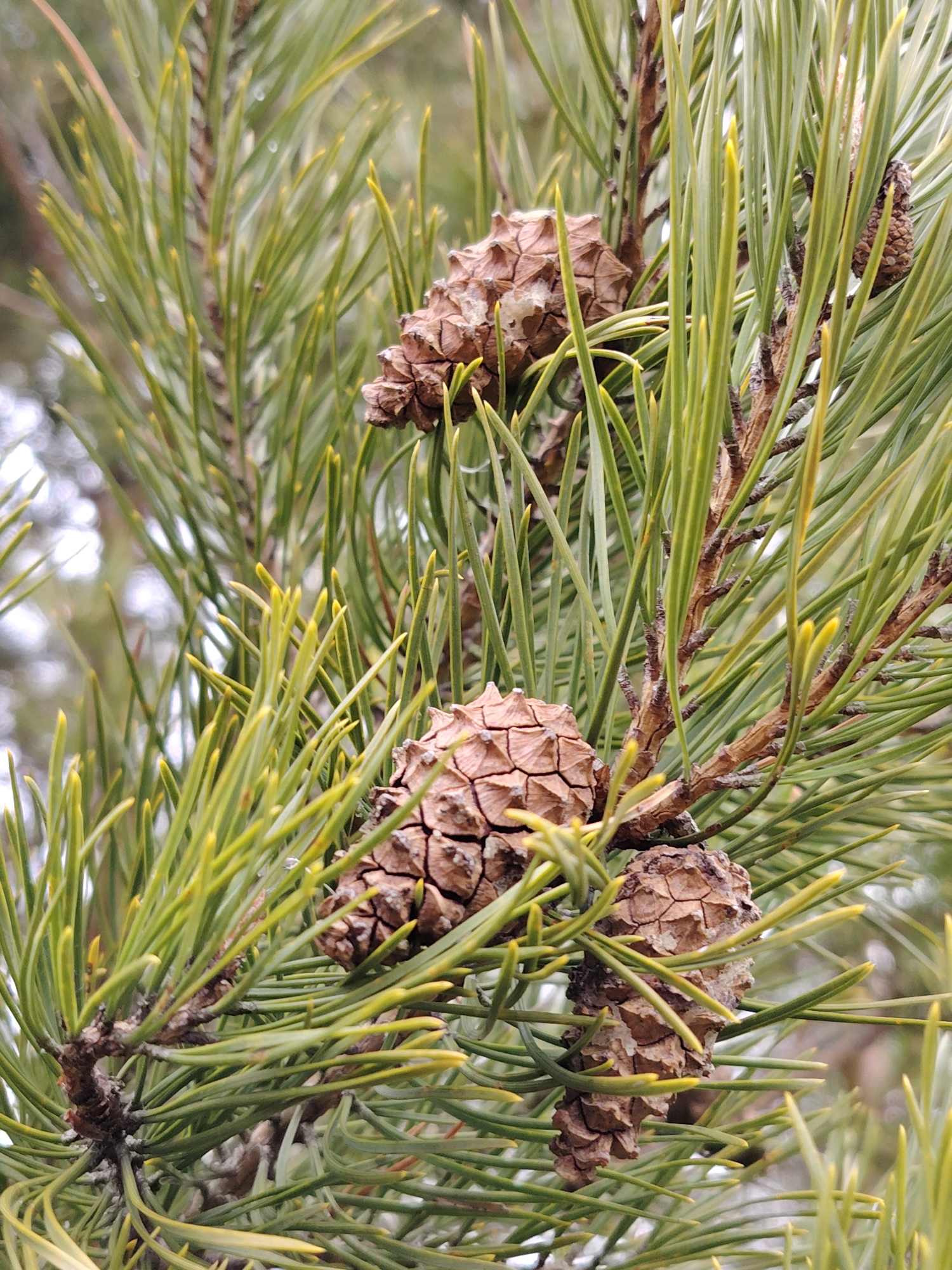 A close-up, vertical shot captures the vibrant green foliage and several small cones of a coniferous tree, likely a pine. The frame is dominated by numerous slender, needle-like leaves, radiating outwards from woody branches. These needles are a rich green, with many exhibiting lighter, almost yellowish-green tips, suggesting new growth or a natural variation. Some needles appear to have tiny droplets of moisture, hinting at recent rain or dew.
Nestled among the dense needles are three prominent, small pine cones. They are brown, featuring a distinct, patterned texture of scales that appear somewhat cracked or dry. The largest cone, located in the lower-left-center, is particularly detailed, showing its intricate scale structure and a lighter, perhaps sap-like, residue on parts of its surface. A second cone is positioned slightly above and to the right of the largest, while a third, smaller one is visible further to the right and lower.
The branches supporting the needles and cones are visible as reddish-brown, gnarled structures, providing a sturdy contrast to the soft green needles. The background is softly blurred, creating a shallow depth of field that emphasizes the sharpness of the needles and cones in the foreground. This bokeh effect suggests other parts of the tree or distant foliage. The lighting is soft and natural, indicating daylight, possibly under an overcast sky or in indirect light, as there are no harsh shadows. No human activity or visible text is present. The scene conveys a sense of natural tranquility, consistent with a forest or park setting in Markovskii, Russia.