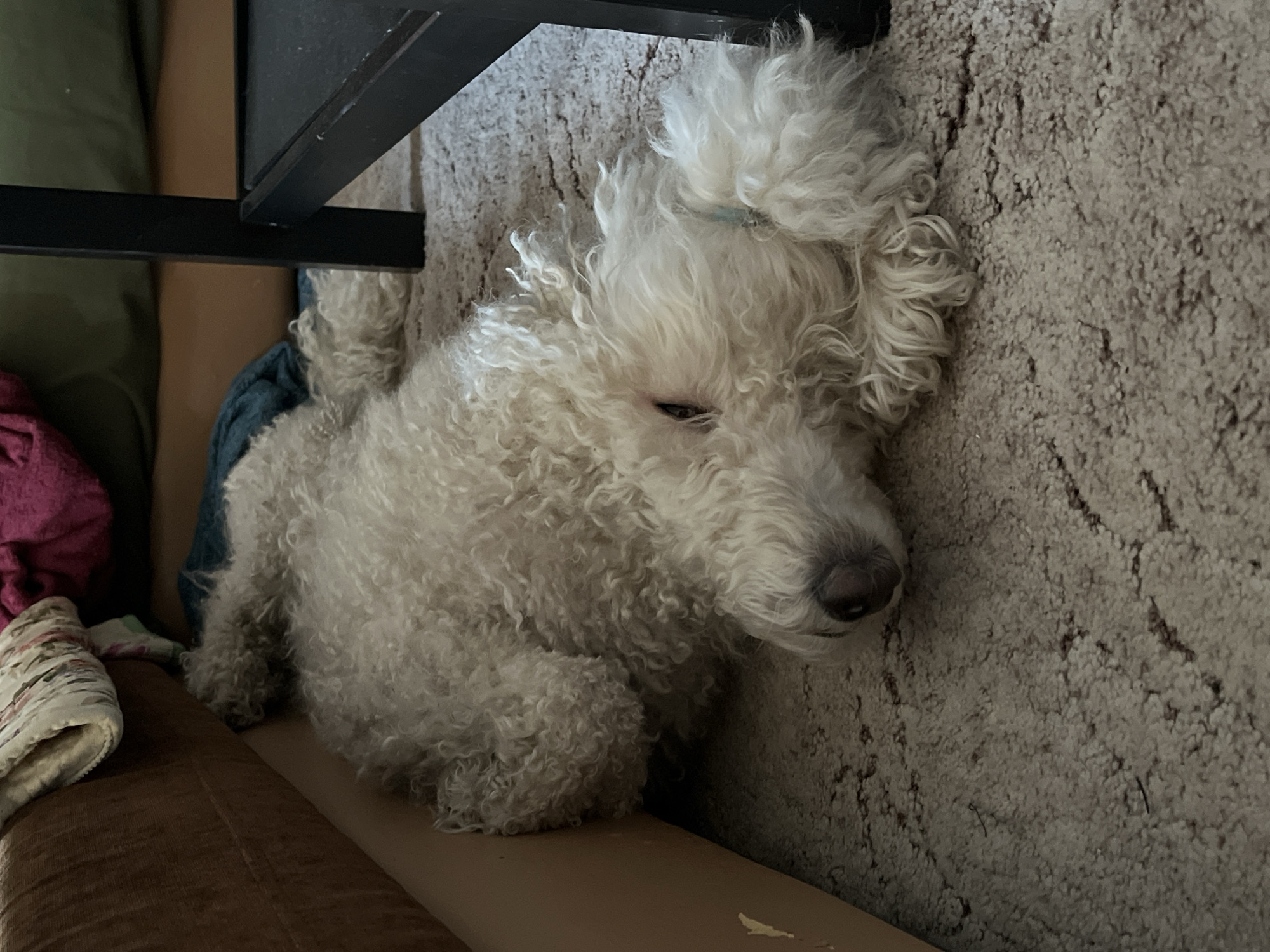 A white poodle lies on a beige carpet next to a brown couch. A black metal table leg is positioned above the poodle. The dog is curled up and appears to be sleeping. The environment suggests an indoor setting, possibly a living room. The location of the scene is unknown.