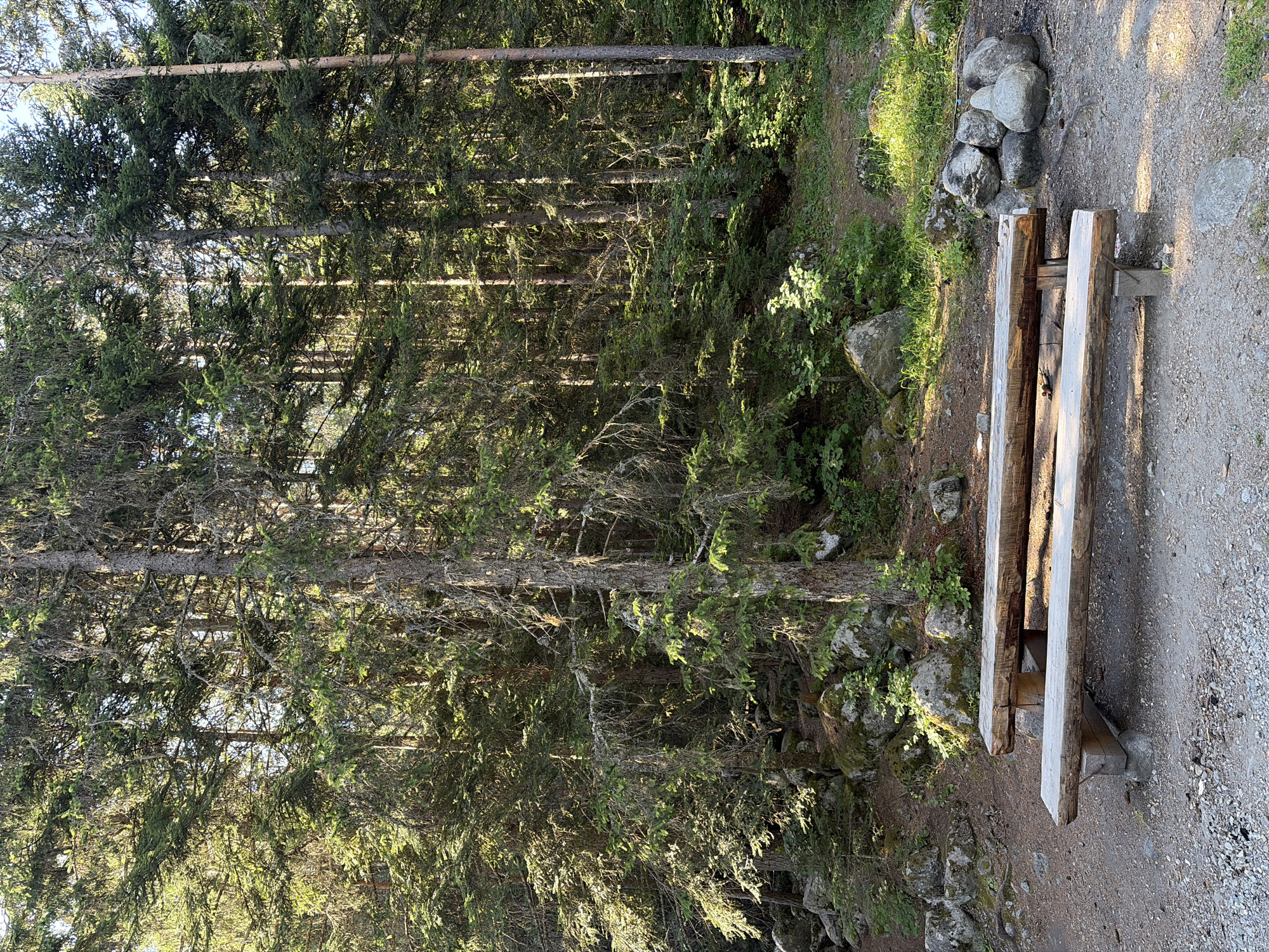 A picnic table made of rough-hewn logs sits in a forest clearing in Bansko, Bulgaria. The table is situated on a gravelly path, with large rocks and dense evergreen trees forming the backdrop. The trees are tall and their branches are laden with green needles, with some showing signs of age and decay, draped with lichen. Sunlight filters through the canopy, creating dappled patterns on the forest floor. To the right of the table, a ring of stones suggests a fire pit. The scene conveys a sense of rustic tranquility.