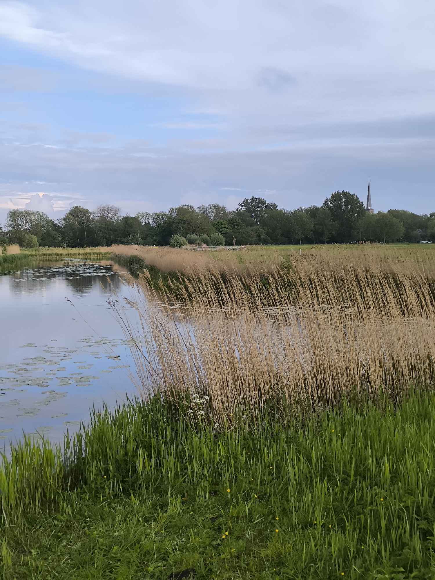 The photograph depicts a tranquil scene in Oudorp, Netherlands, featuring a narrow body of water, possibly a canal or ditch, bordered by dense vegetation. The foreground is dominated by lush green grass transitioning into tall, dry reeds that line the water's edge. Lily pads float on the water's surface, suggesting a still, undisturbed environment. In the background, a line of trees separates the water from an open field, with a church spire visible above the treeline, indicating the presence of a local religious structure. The sky is overcast with soft, diffused light, suggesting either early morning or late afternoon. No people or animals are visible in the frame, emphasizing the serene nature of the landscape.