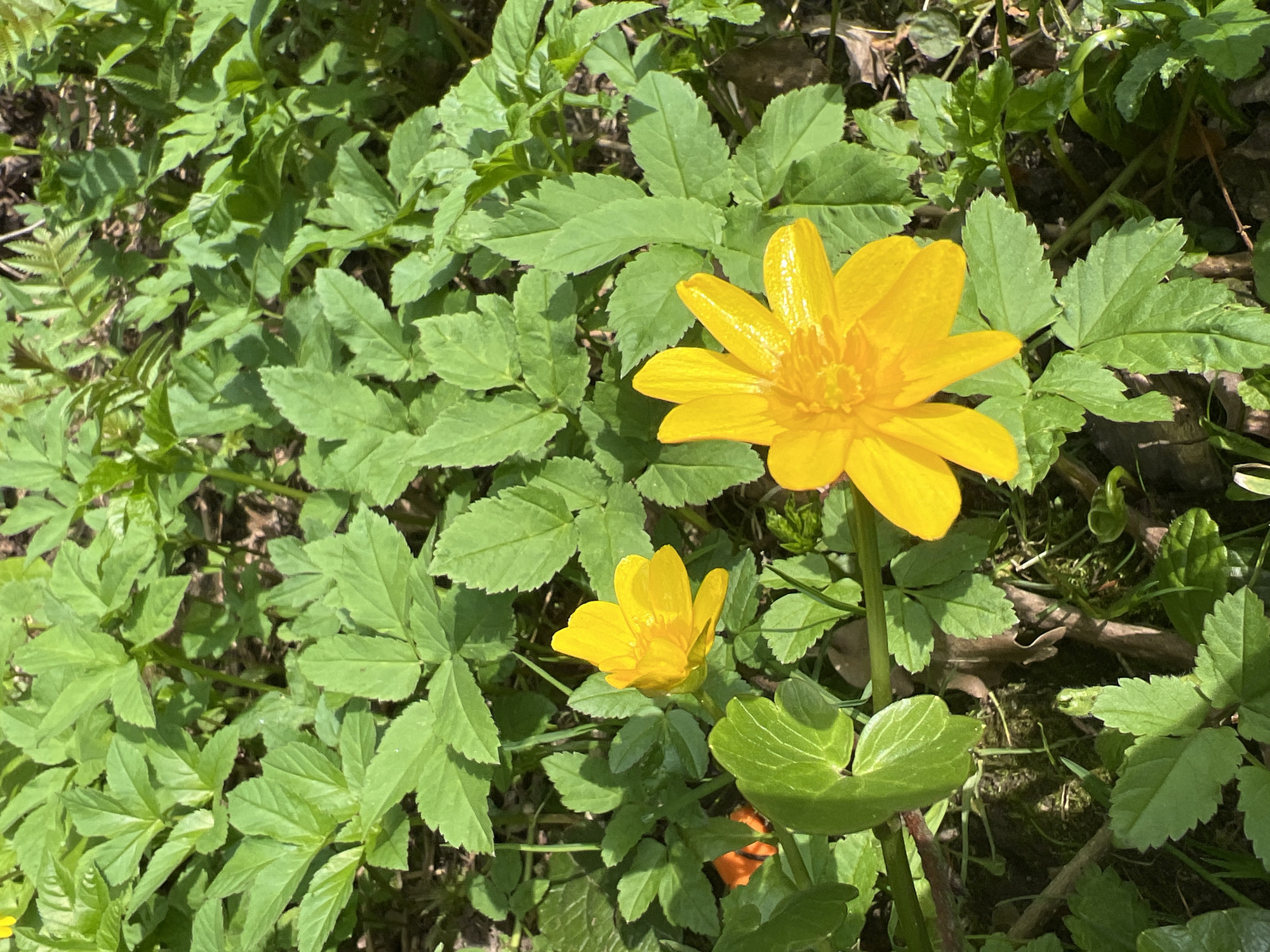 The image shows two bright yellow flowers surrounded by green foliage, likely in a natural setting. The flowers are in focus, with a larger bloom in the upper right and a smaller one lower left. The foliage consists of various types of green leaves, including some with distinctive lobed shapes. The scene appears to be outdoors, possibly in a garden or wooded area. Based on the provided location, the photo was taken in Ильинская Поляна Снт, Russia.