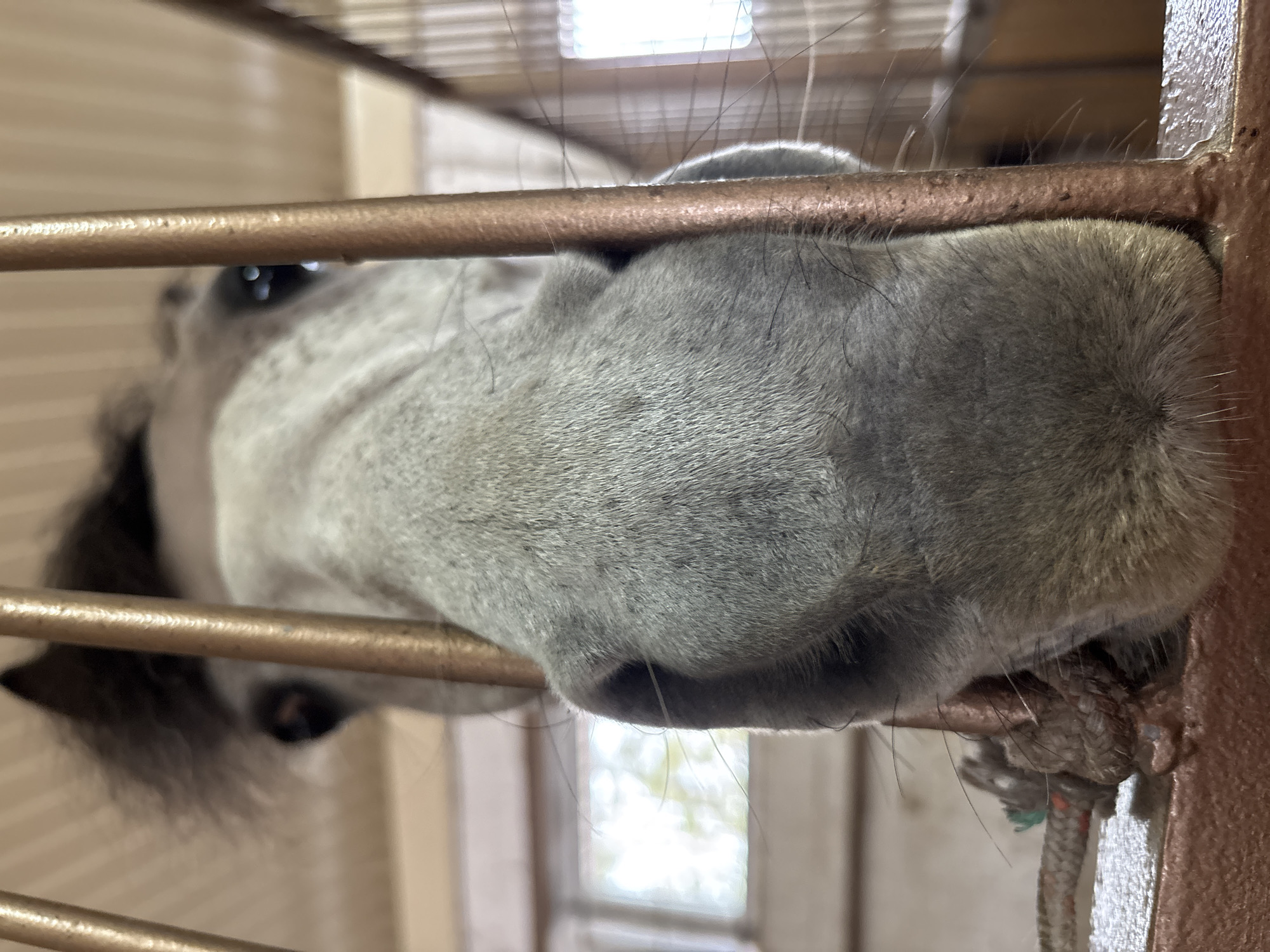 A close-up, ground-level perspective shot shows the gray muzzle of a horse protruding through a metal-bar fence. The horse's muzzle, featuring coarse hair, rests directly on the fence. Part of the horse's eye is visible. A rope is visible, hanging near the fence. The location is Русский Вожой, Russia. The environment appears to be indoors or partially sheltered with light from windows visible in the background.