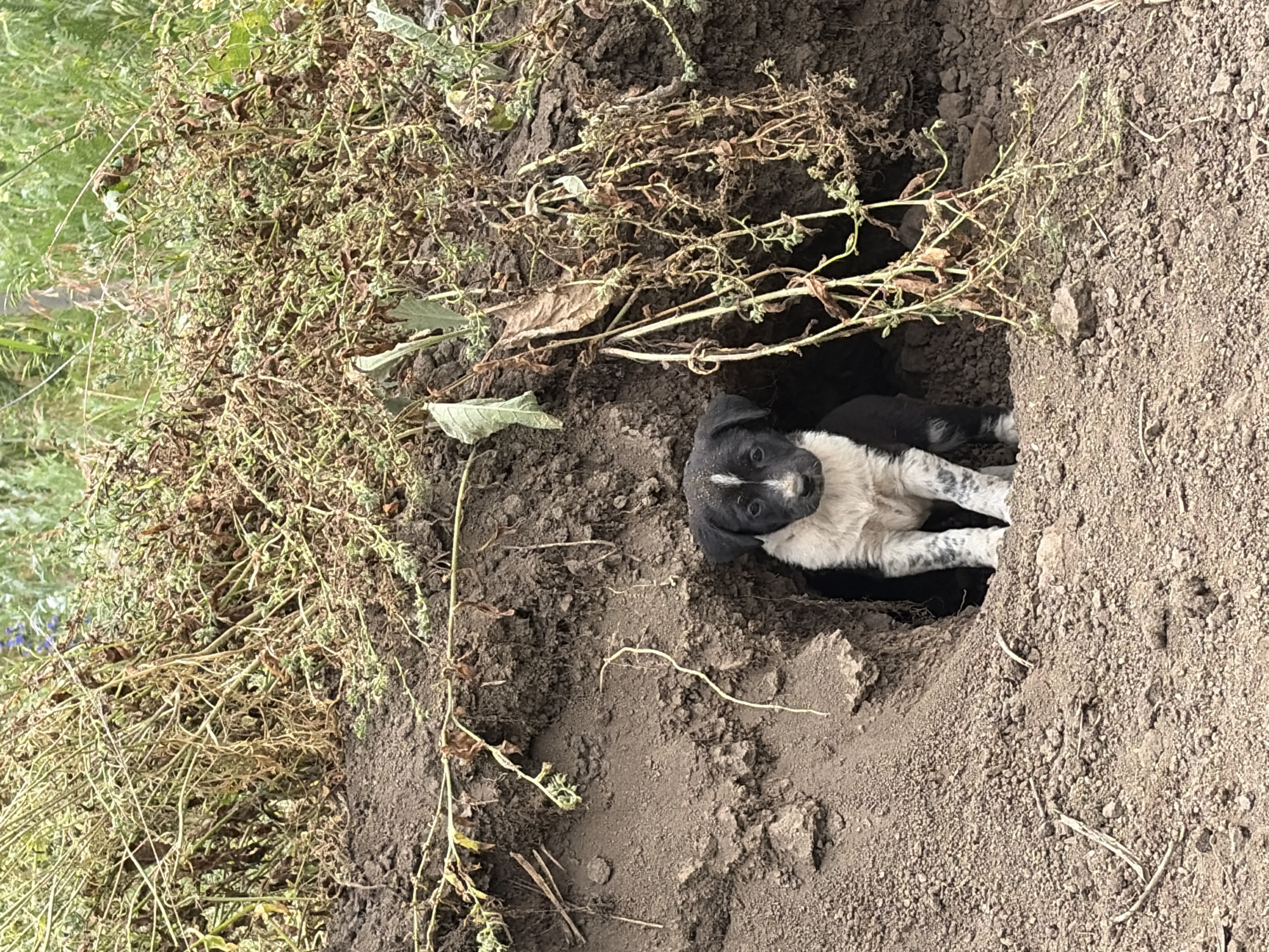 A small, black and white puppy is positioned at the entrance of a dirt burrow in an outdoor, natural environment in Unknown, Unknown. The puppy has a black head with a distinct white blaze running down its forehead and snout, white chest and front paws, and mostly white hind legs with black speckling. Its ears and muzzle are black. The puppy is looking directly forward, partially emerged from the dark opening of the den. The immediate surroundings consist of loose, dry, light brown soil, appearing freshly excavated, with small clods and pebbles. Above and to the sides of the burrow entrance, the dirt bank is covered with a tangle of dried, light green and brown, mostly dead vegetation and vines. In the background, beyond the excavated area, a denser growth of lush green foliage and some sparse, taller green plants are visible, with a hint of a purple flower in the upper left corner. The scene is illuminated by natural, diffused daylight.