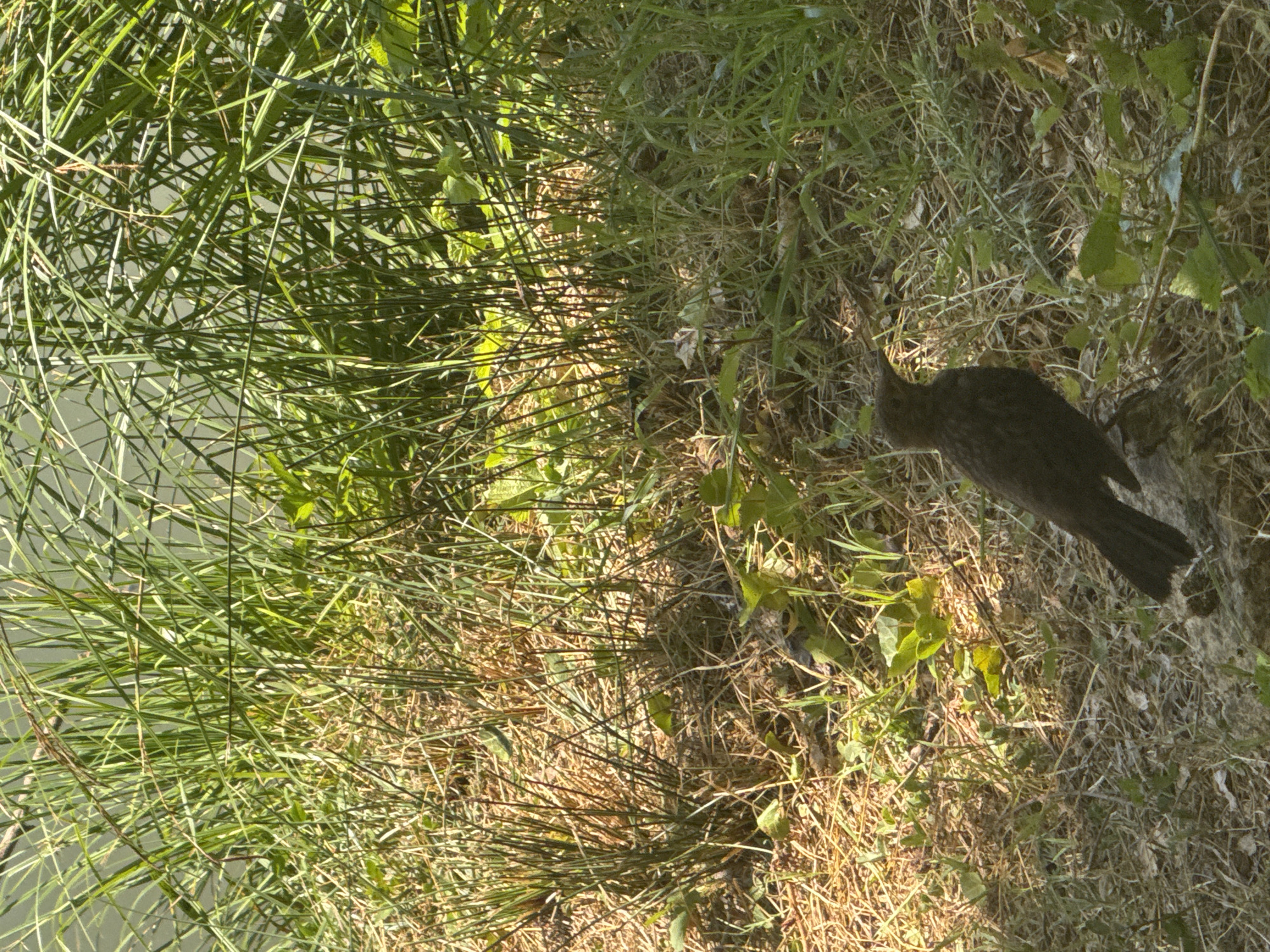 In a sun-dappled natural environment, likely near water as suggested by the lush vegetation, a small, dark-feathered bird stands on the ground. The bird is positioned in the lower right quadrant of the image, facing left. Its silhouette is clearly defined against the background, which consists of dry grass, green foliage, and tall reeds. The lighting suggests it is daytime, with bright sunlight casting shadows and highlighting different areas of the scene. The overall impression is one of a serene, natural habitat. The location in Coteaux du Lizon, France, if applicable, would contribute to a specific geographical context, hinting at the type of flora and fauna one might expect in that region.