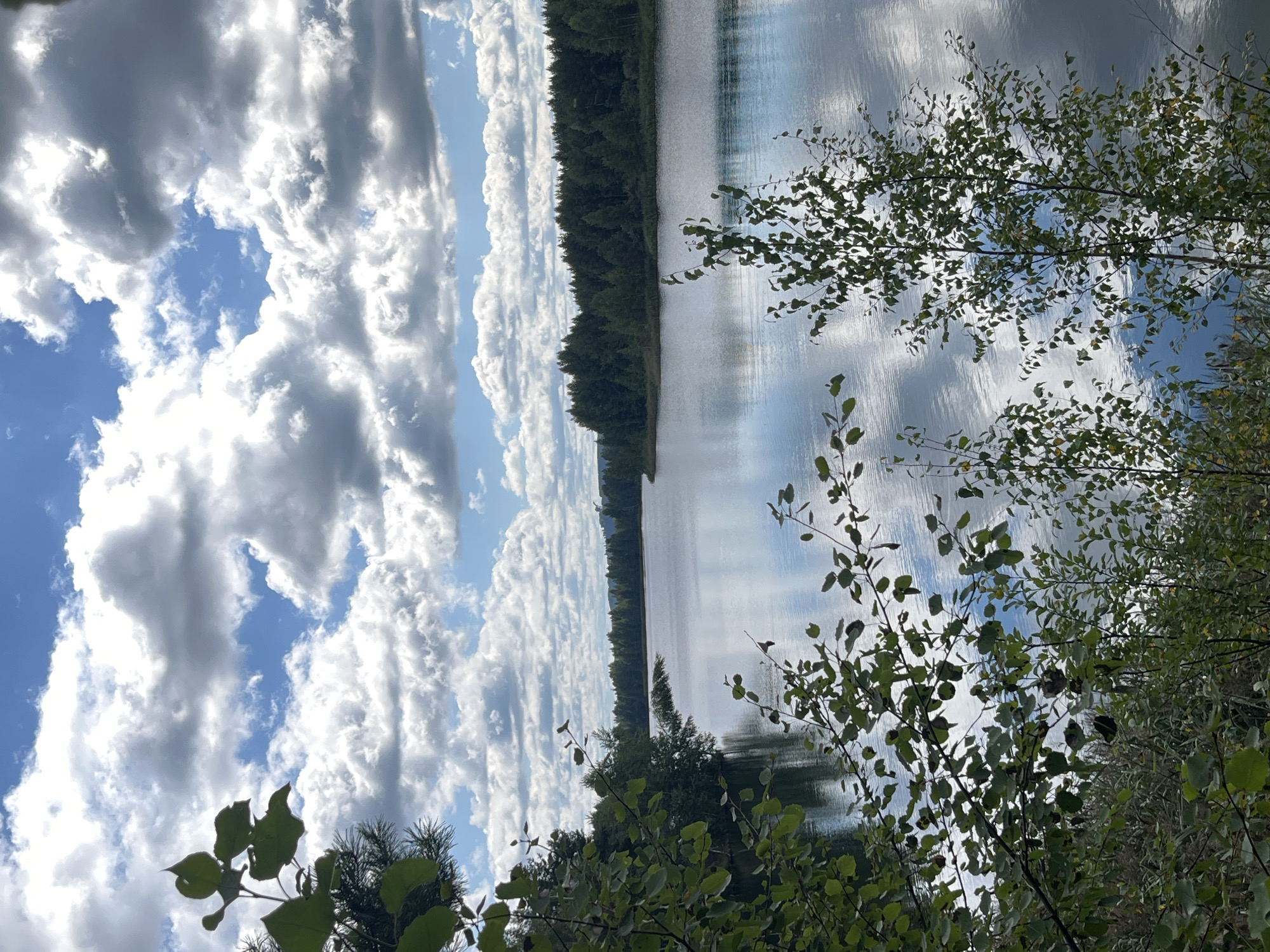 The image depicts a calm, wide body of water, possibly a lake or a slow-moving river, surrounded by a dense forest of evergreen trees. The water's surface is still, reflecting the dramatic, partly cloudy sky. The sky is a vibrant blue, punctuated by large, puffy white and gray clouds that cast shadows on the water. In the foreground, on the left and right sides of the image, there are branches and leaves of deciduous trees. The foliage is lush and green, suggesting a summer or early autumn setting. The location is in Novyi, Russia.